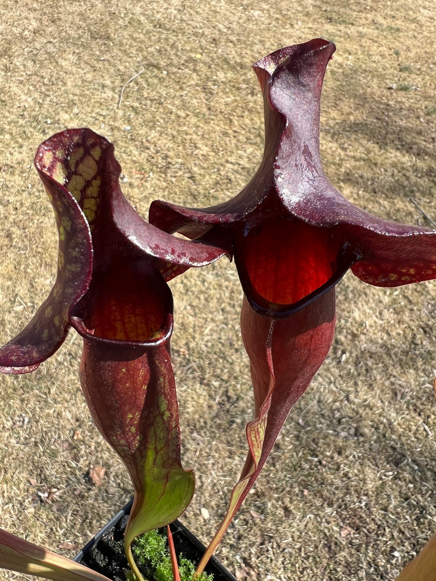Sarracenia x catesbaei - (flava var. rubricorp. x purp. venosa) - Seed Grown #4