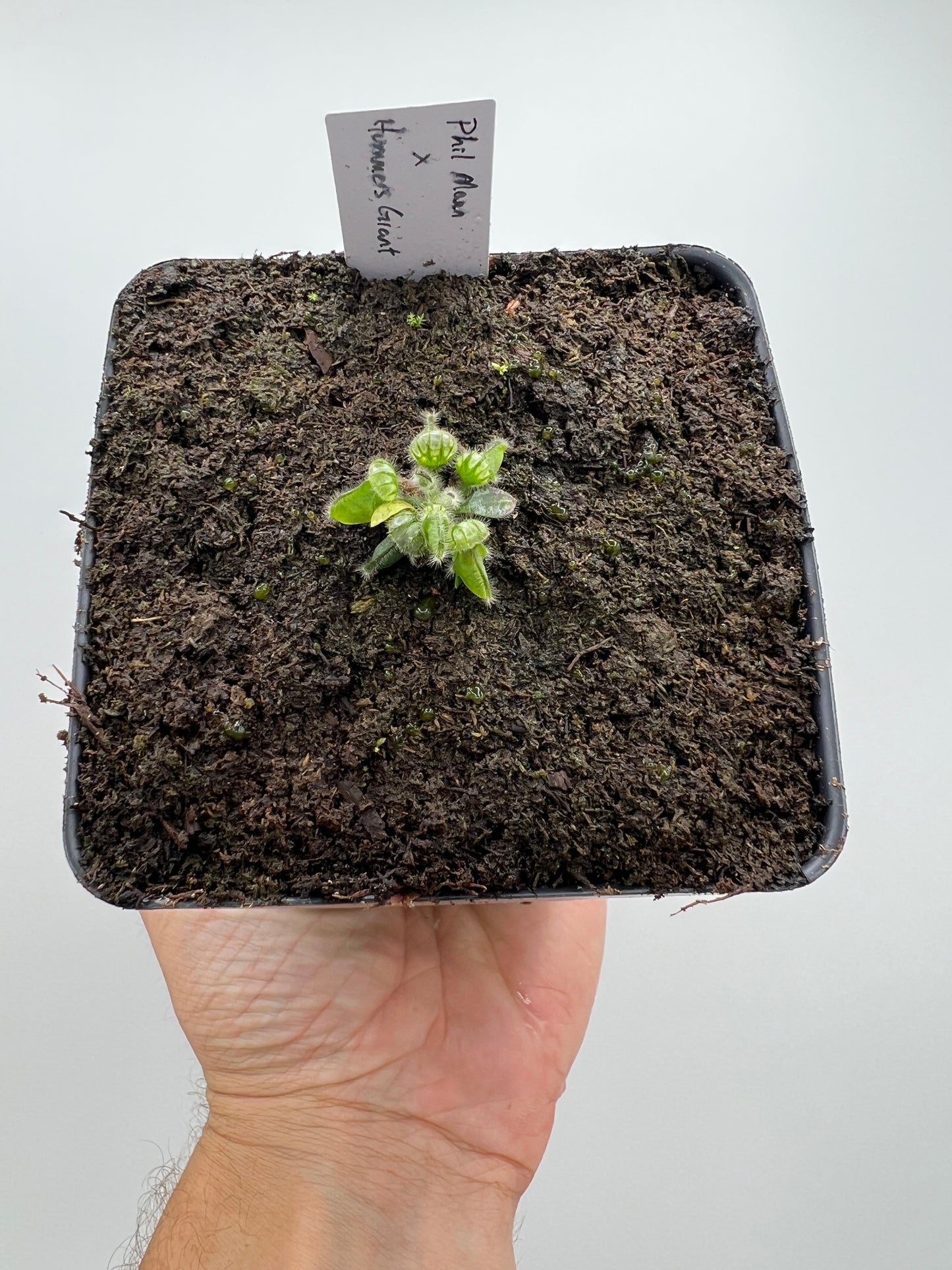 Cephalotus follicularis “Phil Mann” x “Hummers Giant”
