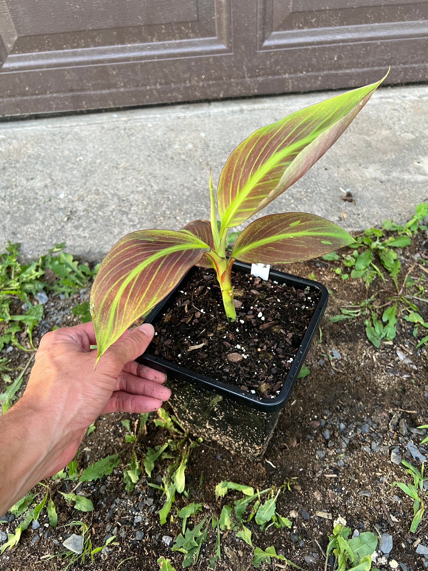 Musa ‘Siam Ruby’