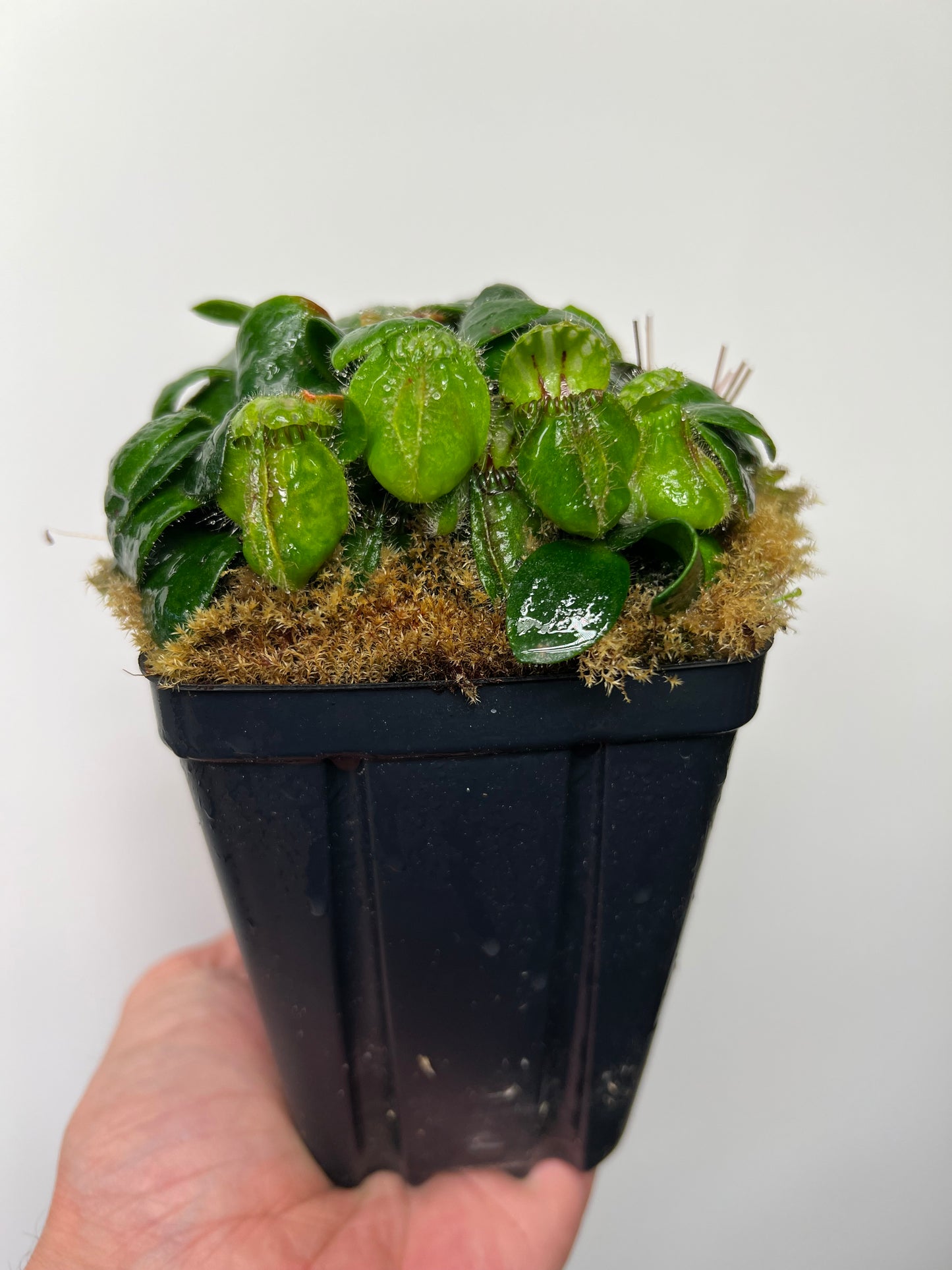 Cephalotus follicularis - Typical #25