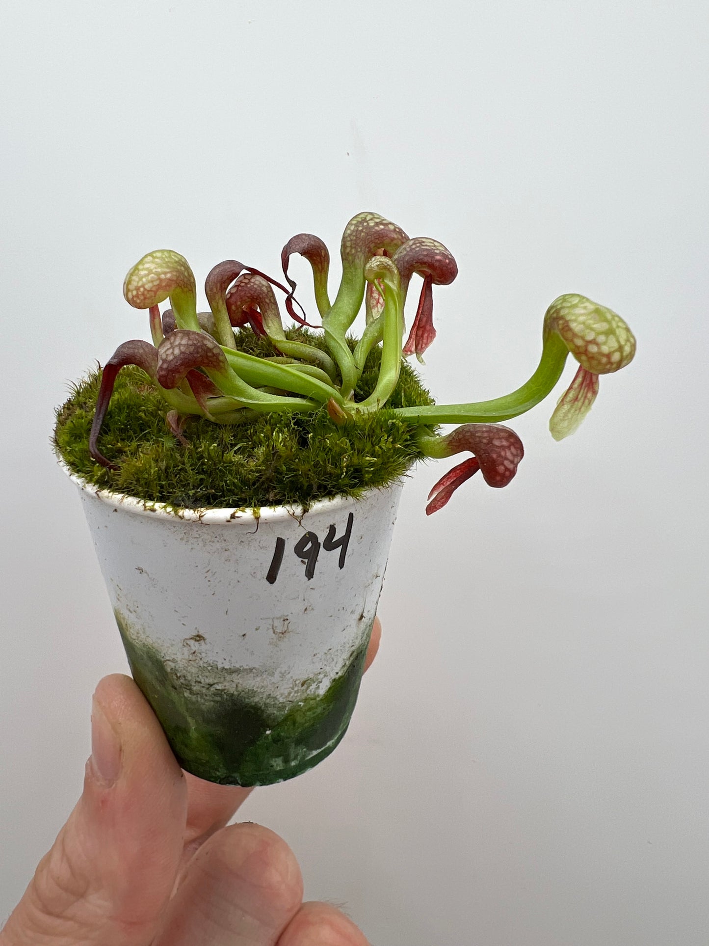Darlingtonia californica (Cobra Pitcher Plant) - Seed Grown #194