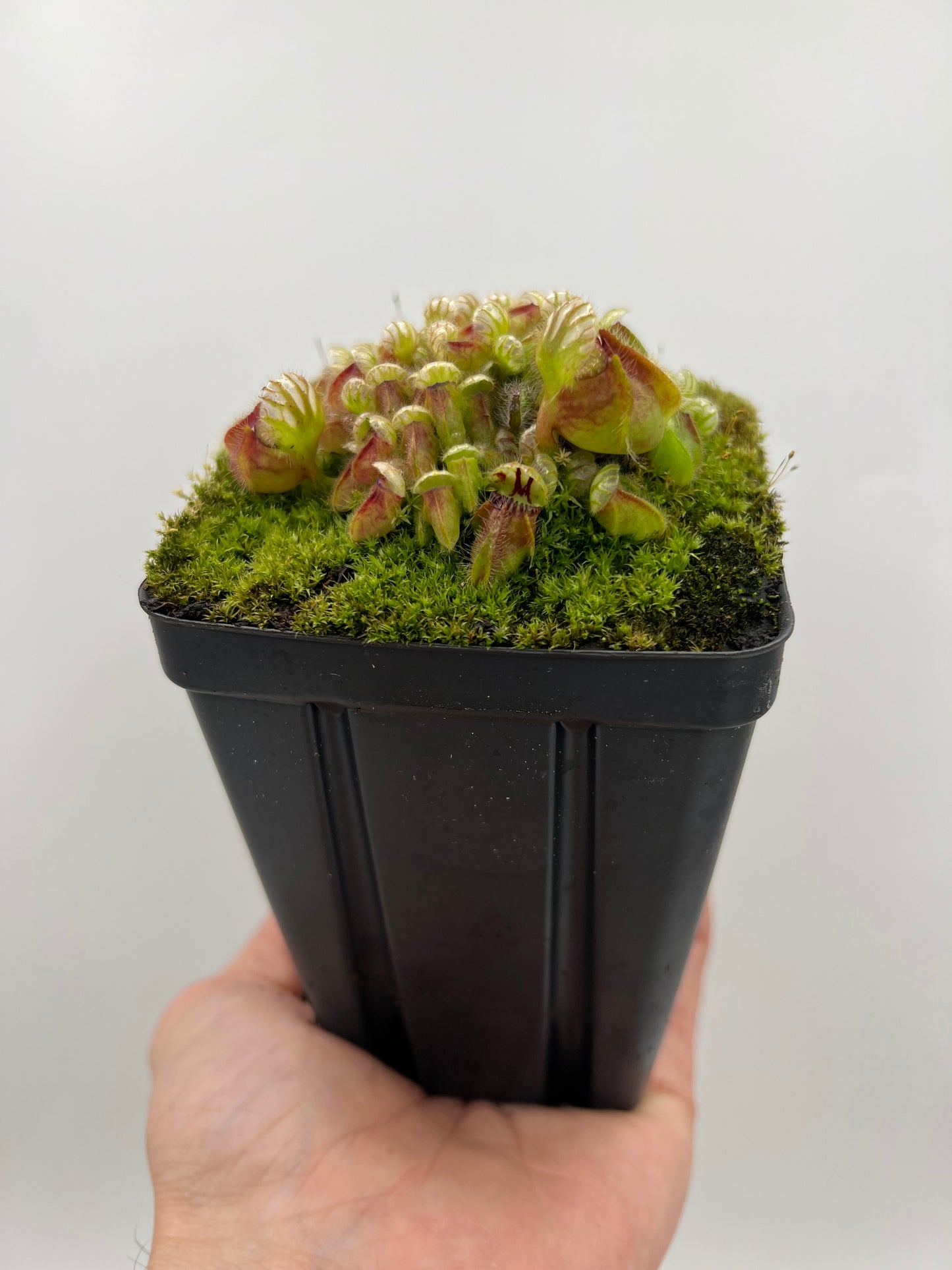 Cephalotus follicularis - Typical #23