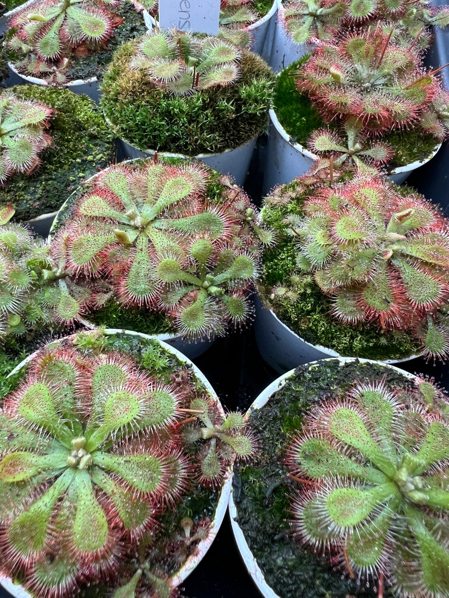 Drosera natalensis - Potted