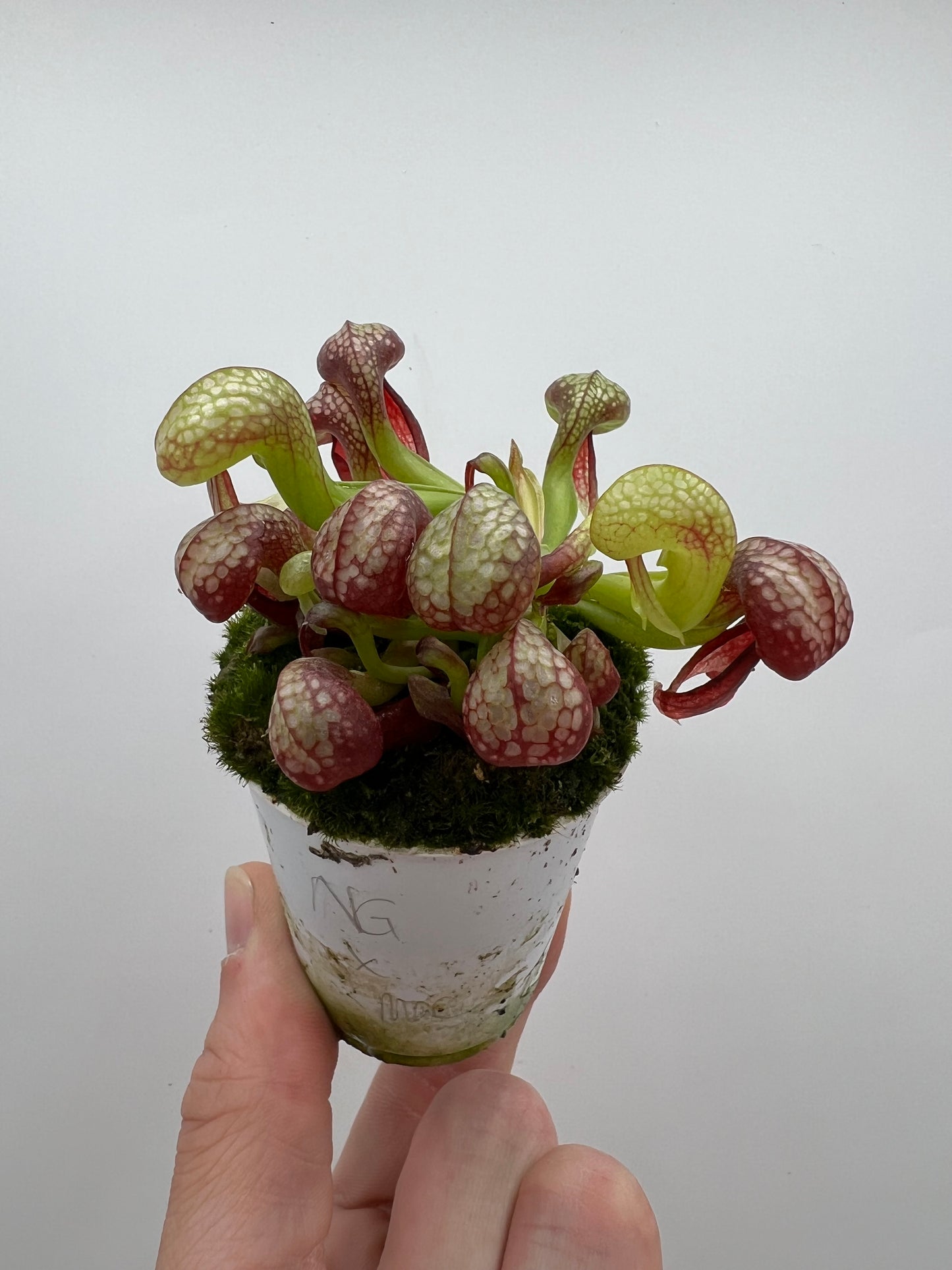 Darlingtonia californica (Cobra Pitcher Plant) - Seed Grown #160