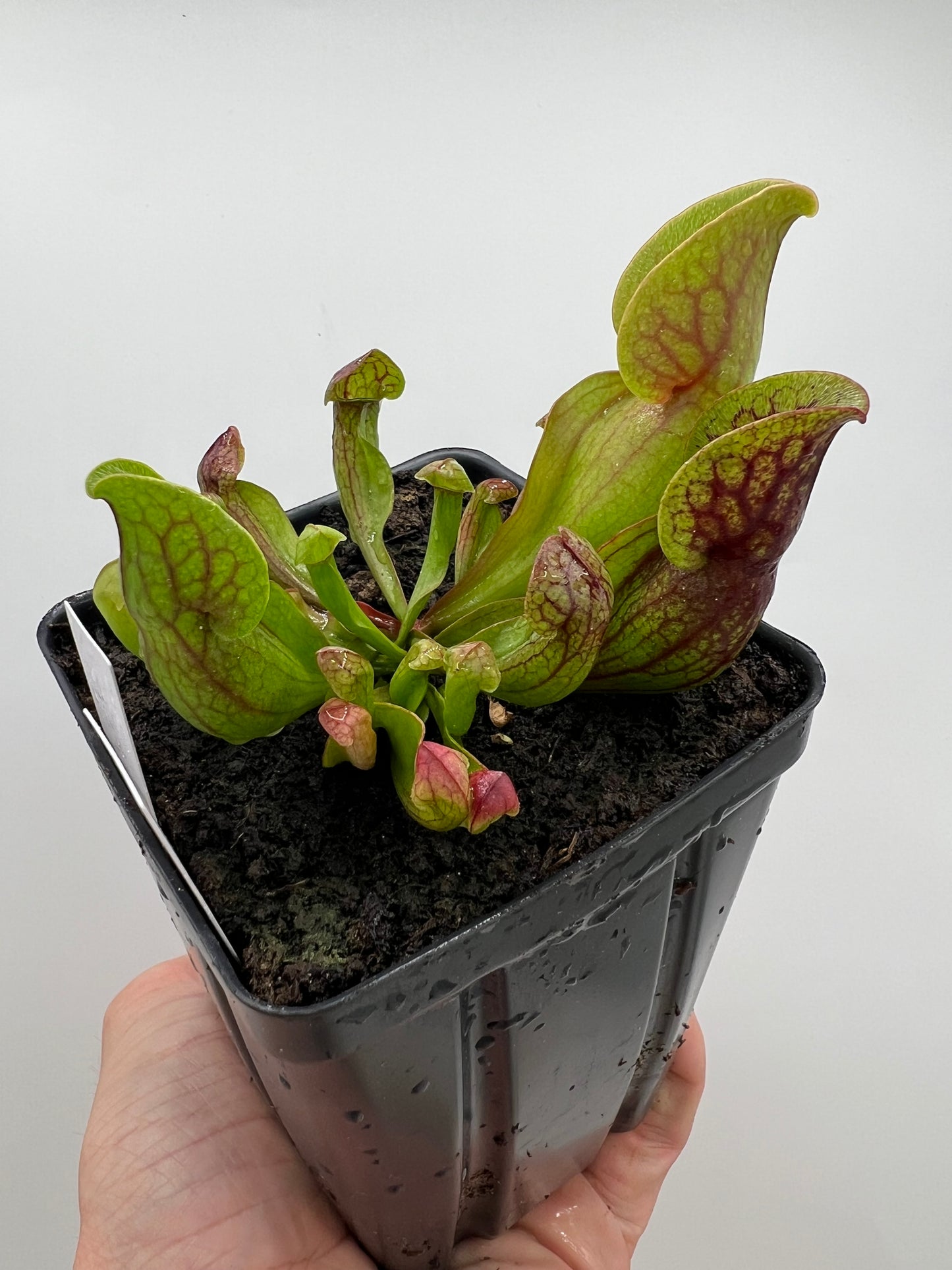 Sarracenia purpurea ssp. purpurea (Centre Co, PA) x (Ocean Co, NJ) - Seed Grown #20