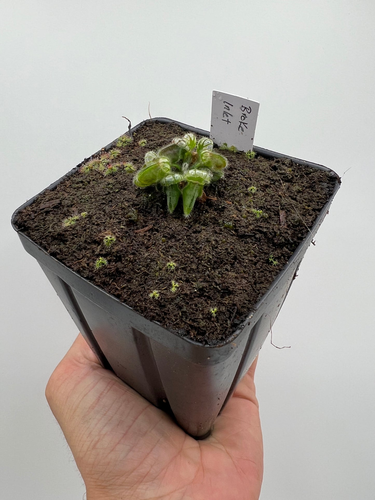 Cephalotus follicularis “Broke Inlet”