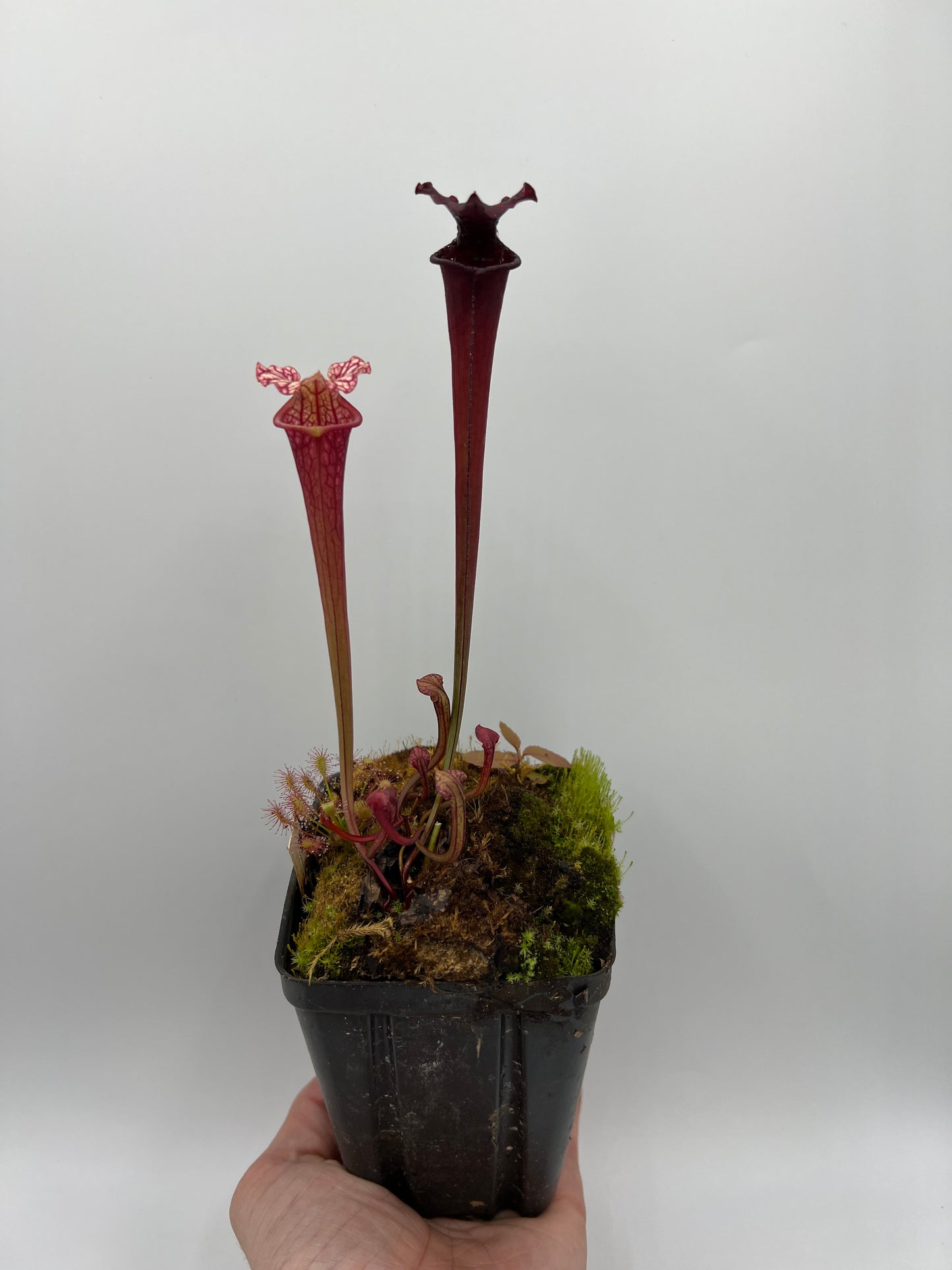 Sarracenia ‘Purple Lips’ x flava var. rubricorpora (Liberty Co, FL) - Seed Grown