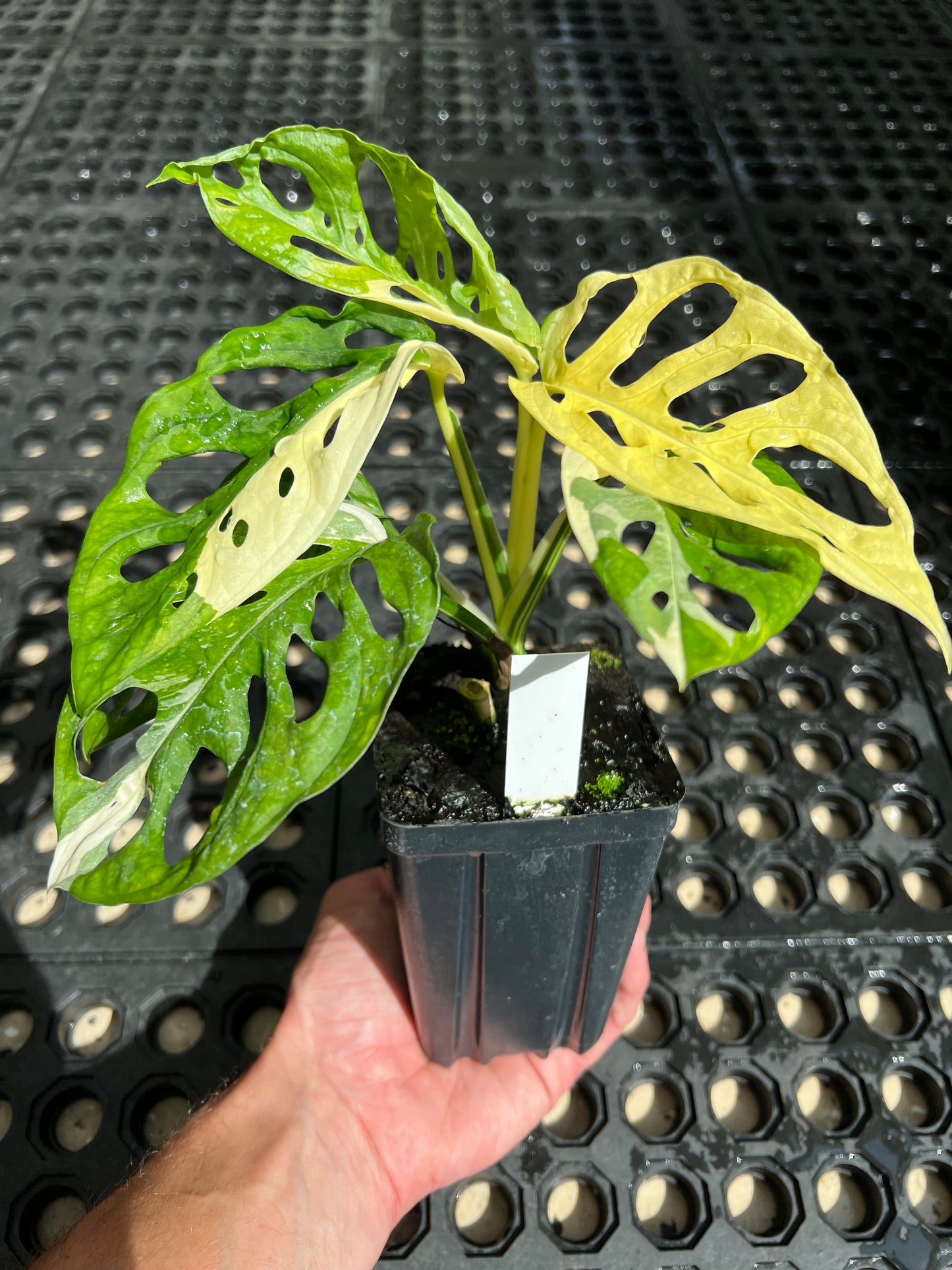 Monstera adansonii “Tricolor” LC