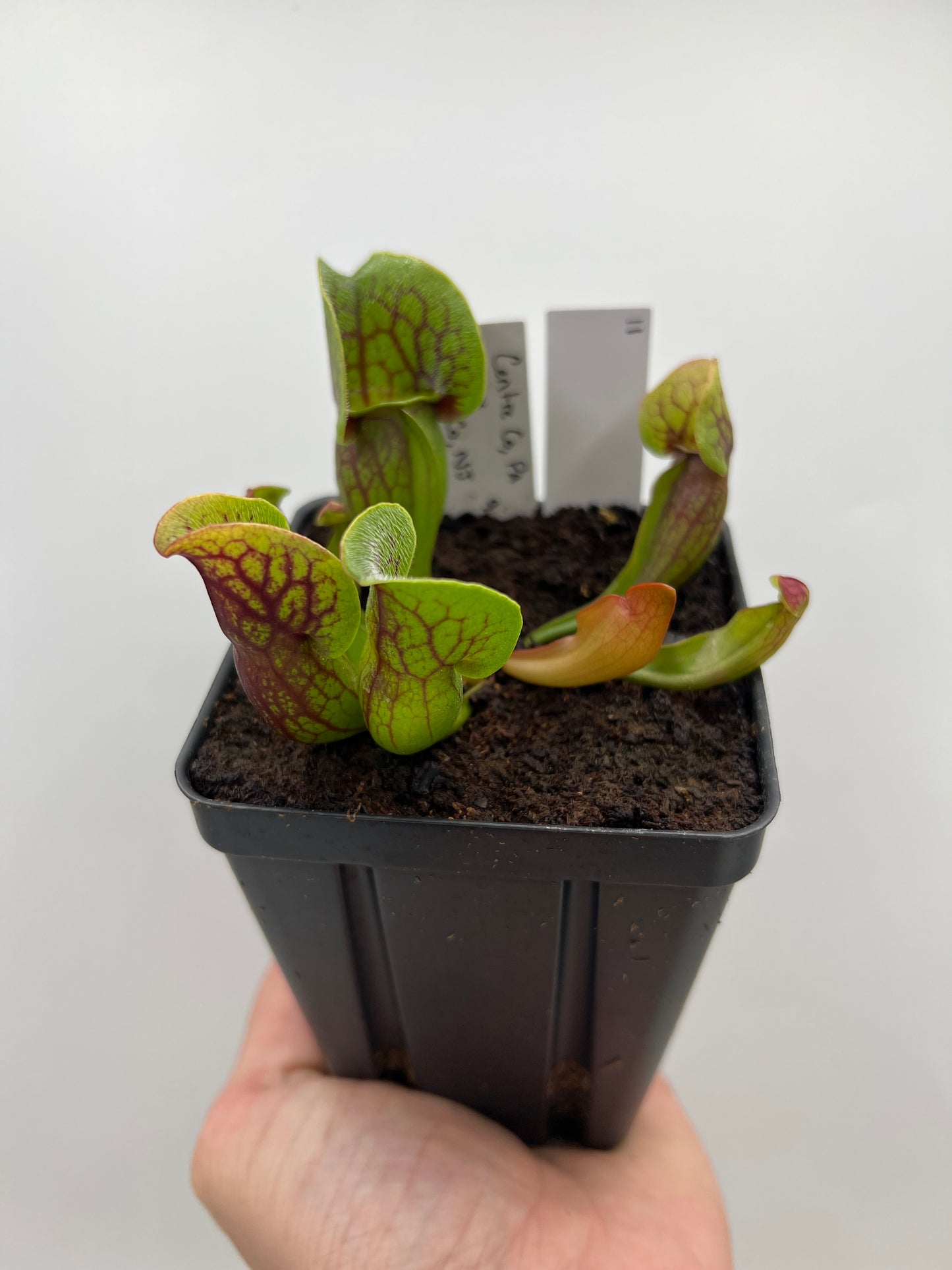 Sarracenia purpurea ssp. purpurea (Centre Co, PA) x (Ocean Co, NJ) - Seed Grown #11
