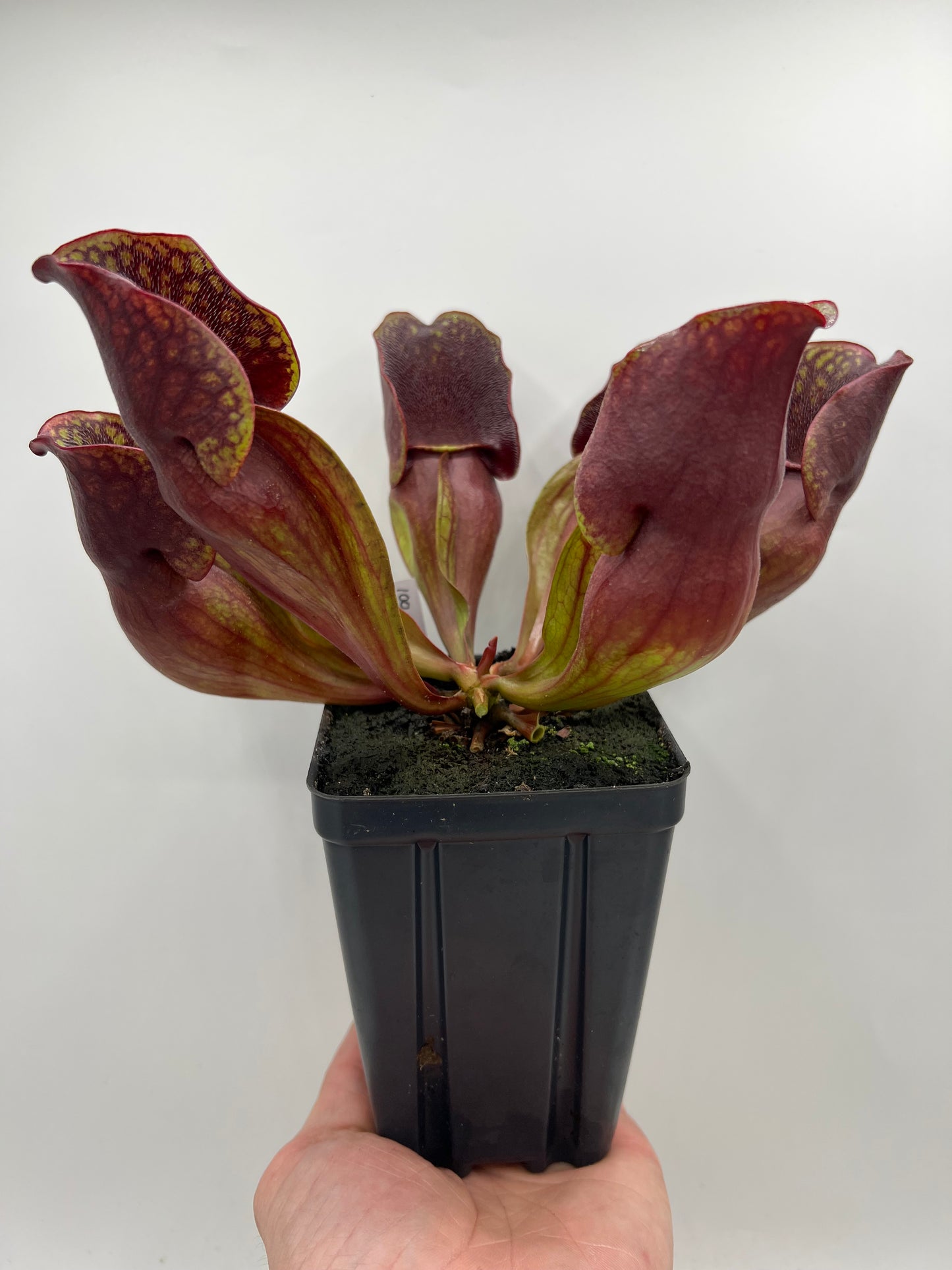 Sarracenia purpurea ssp. purpurea (Centre Co, PA) - Seed Grown #100