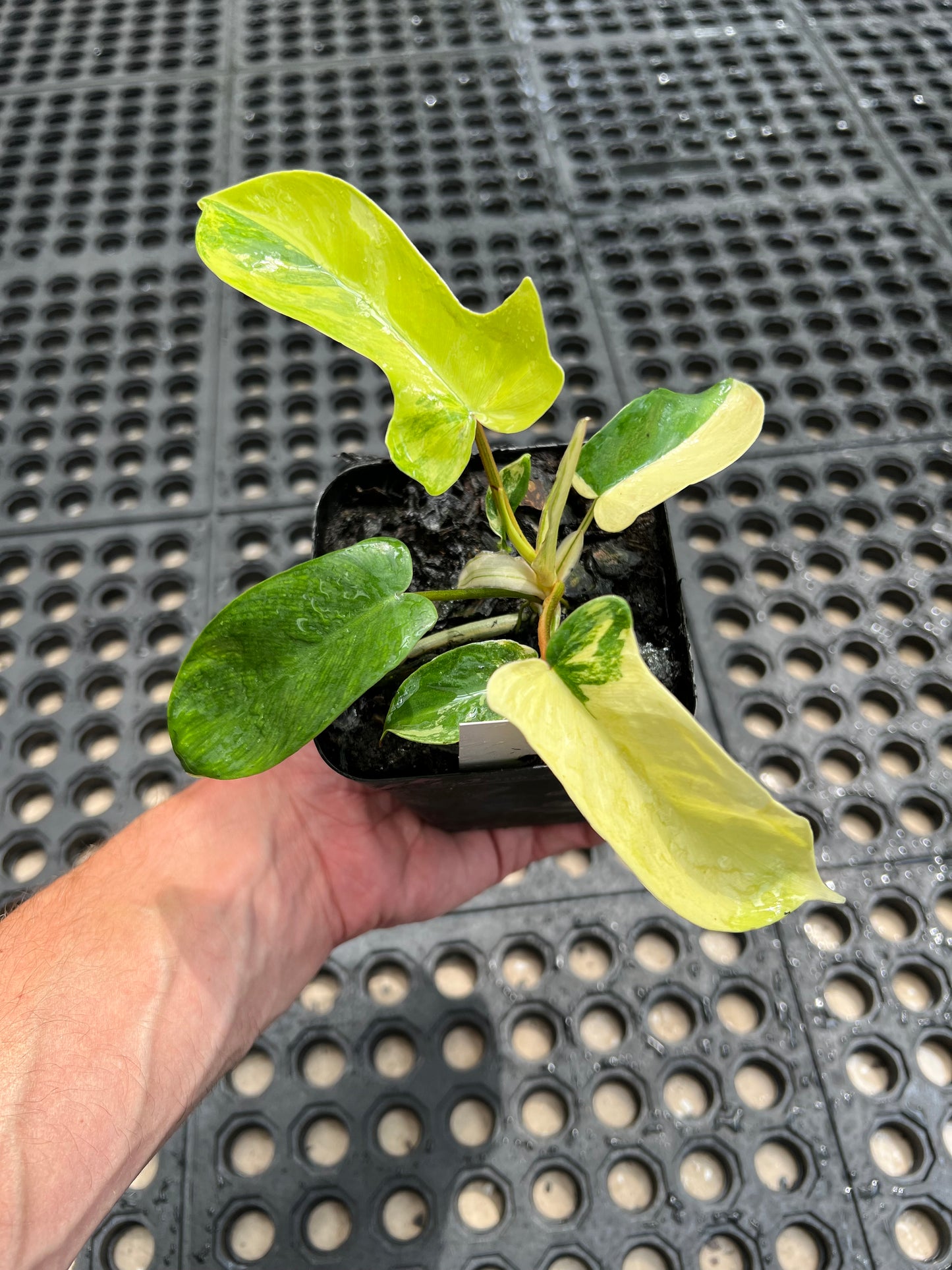 Philodendron ‘Florida Beauty’