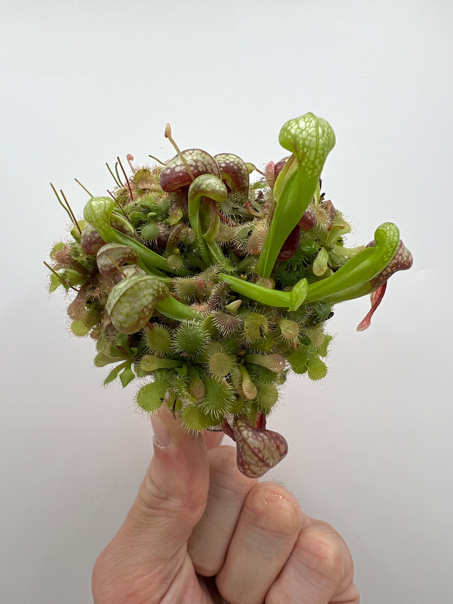 Darlingtonia californica (Cobra Pitcher Plant) - Seed Grown #172