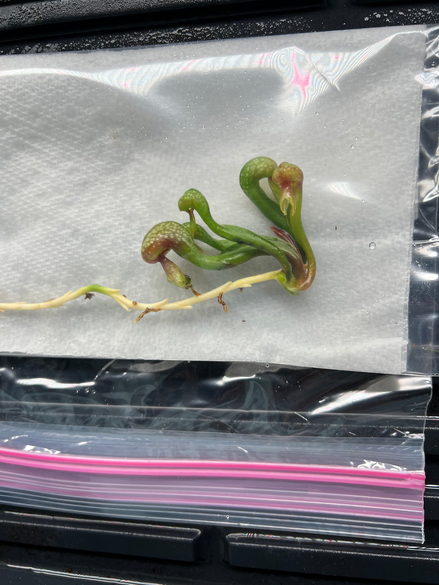 Darlingtonia californica “SGLC1” - Fresh Division