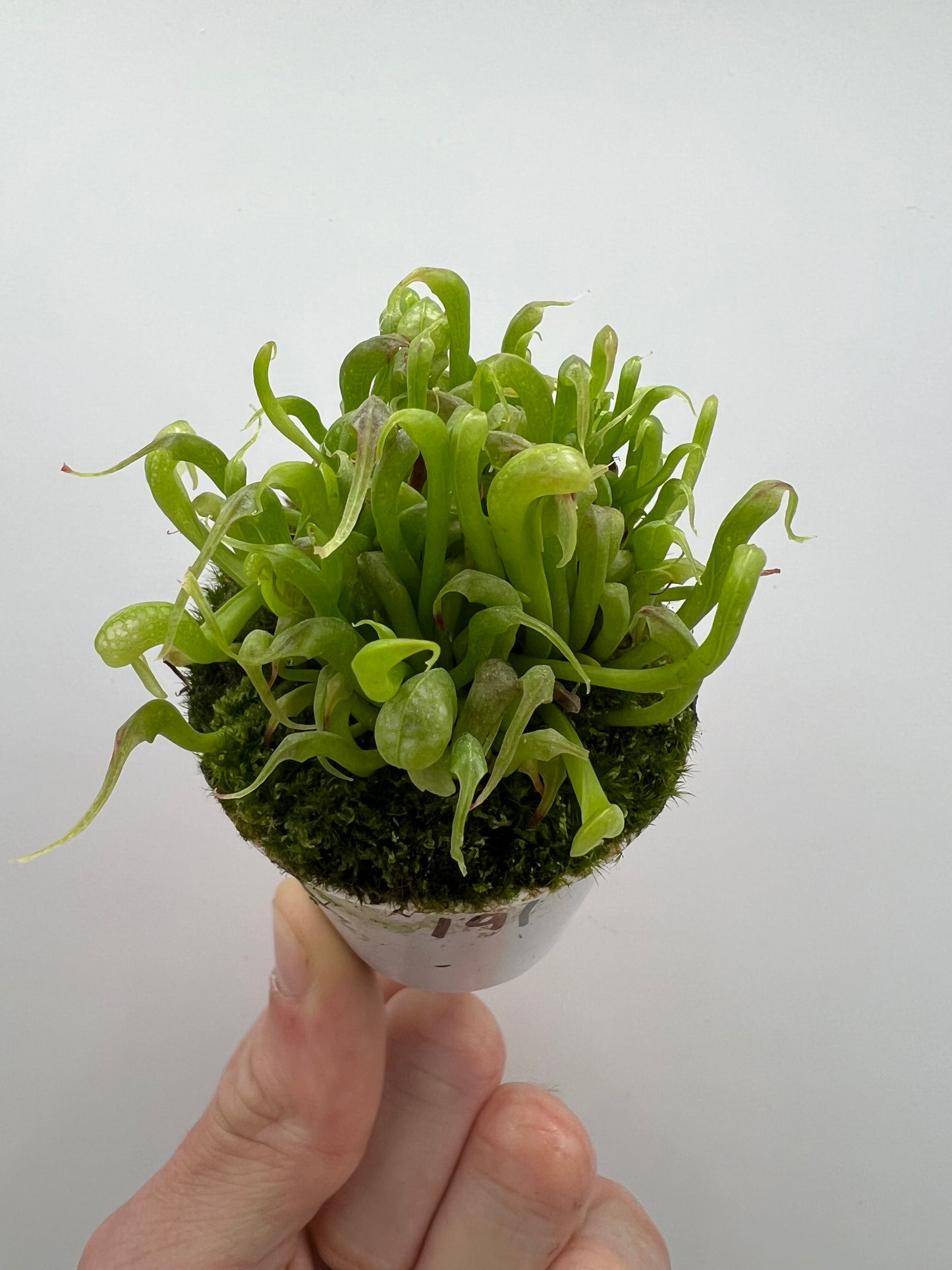 Darlingtonia californica (Cobra Pitcher Plant) - Seed Grown #191
