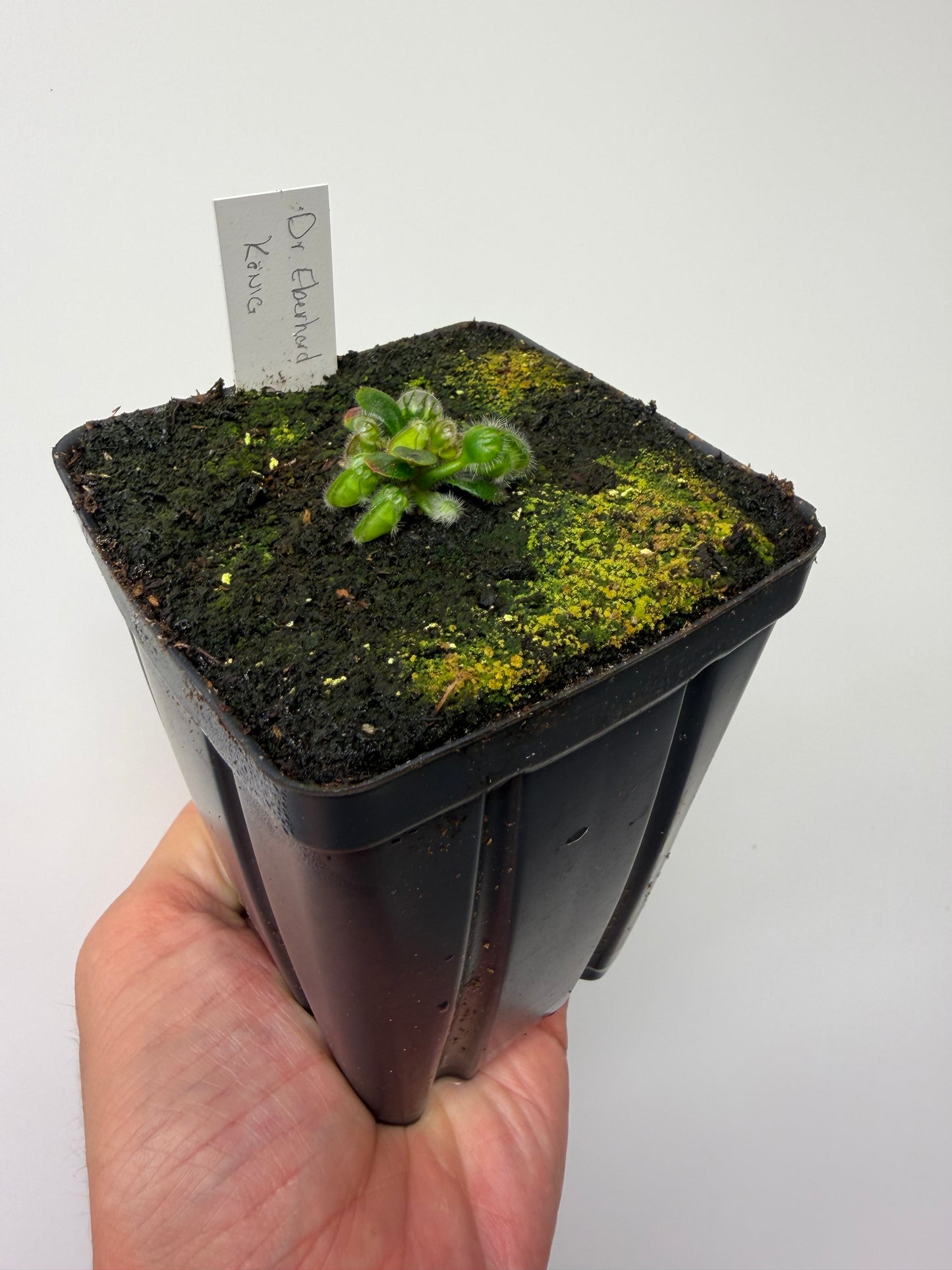 Cephalotus follicularis “Dr. Eberhard König”