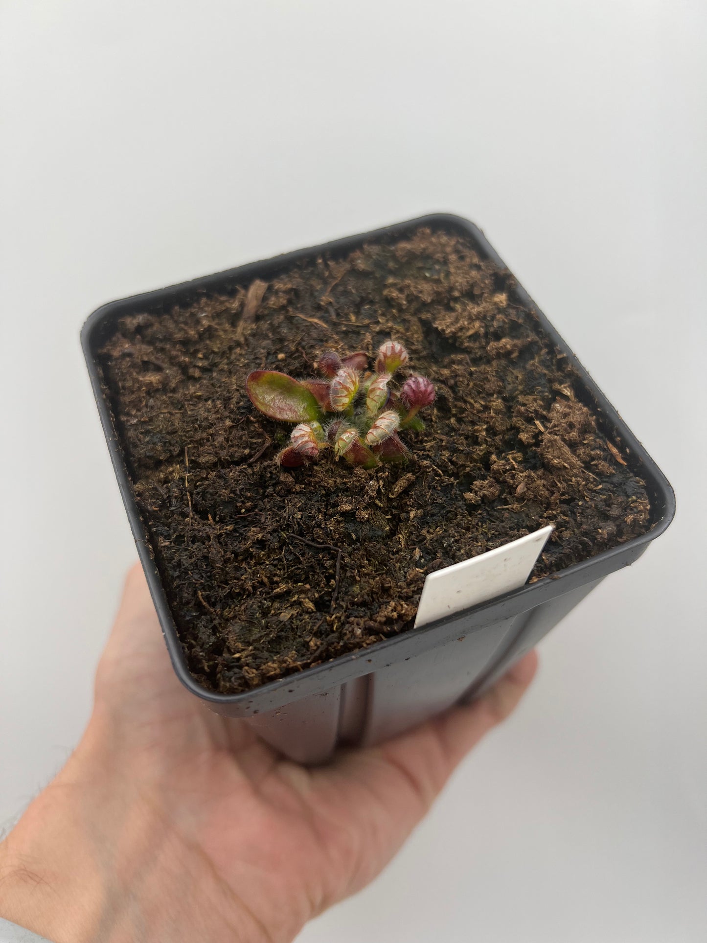 Cephalotus follicularis ”Norma”