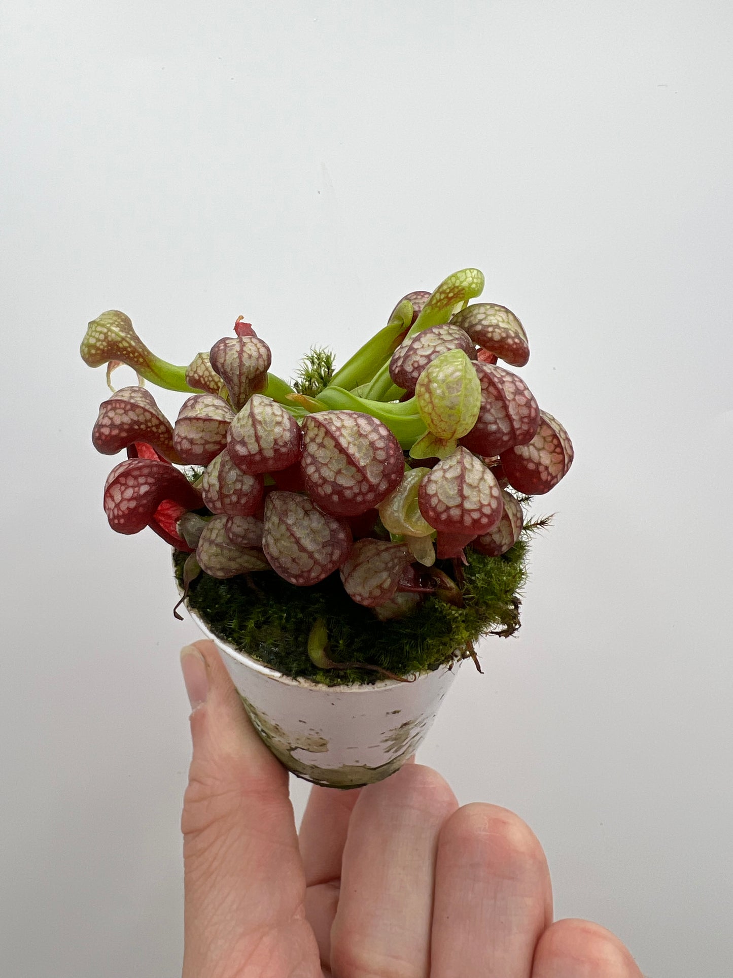 Darlingtonia californica (Cobra Pitcher Plant) - Seed Grown #165