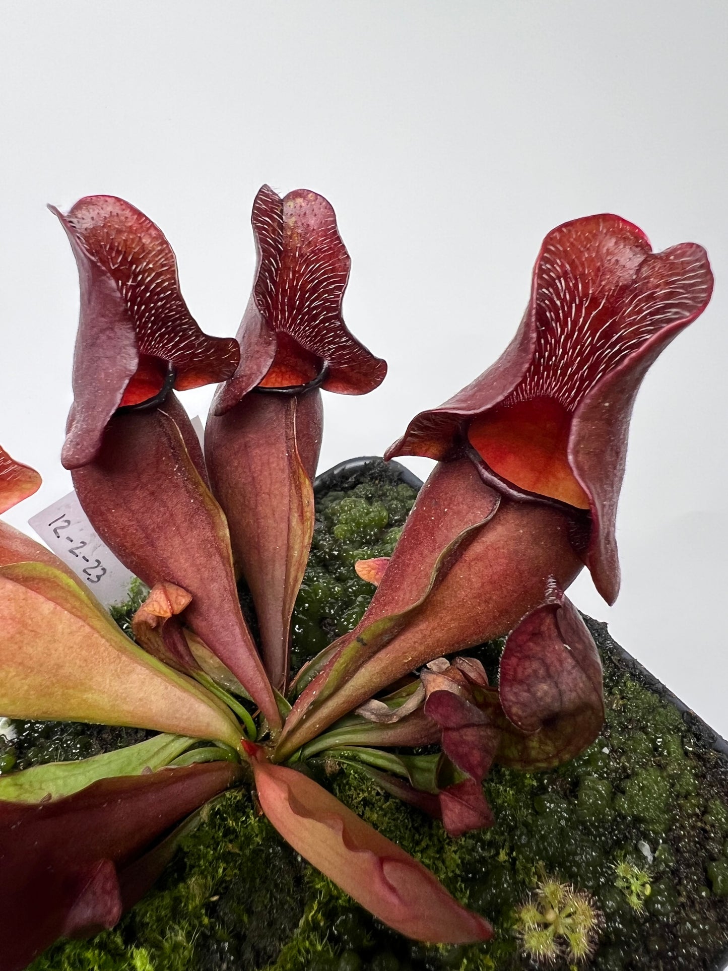 Sarracenia purpurea ssp. venosa (Brunswick Co, NC x Carteret Co, NC) - Seed Grown #5