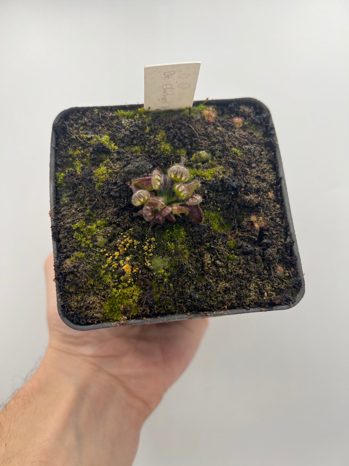 Cephalotus follicularis “Dr. Eberhard König”