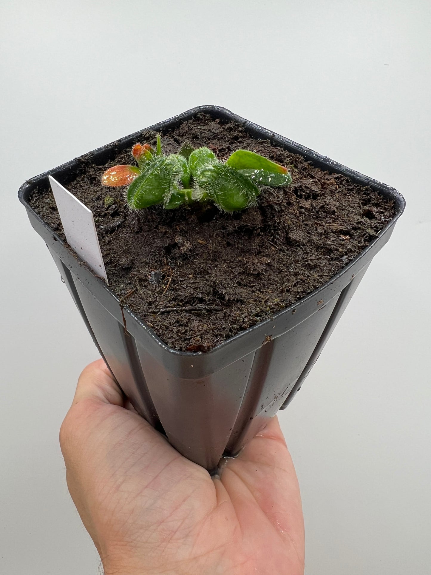Cephalotus follicularis “Brewers Beauty” x “Brewers”