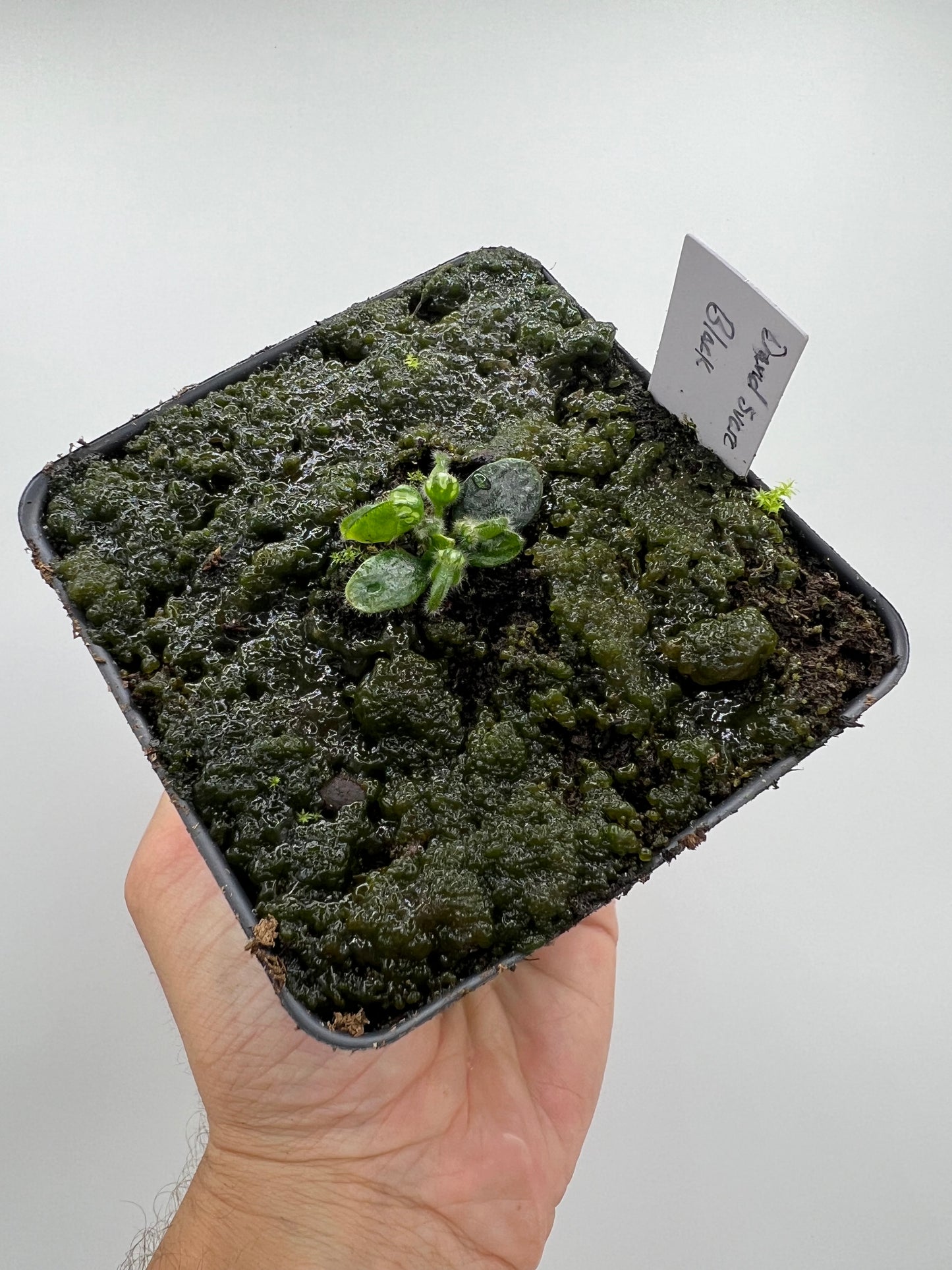 Cephalotus follicularis “David Švarc Black”
