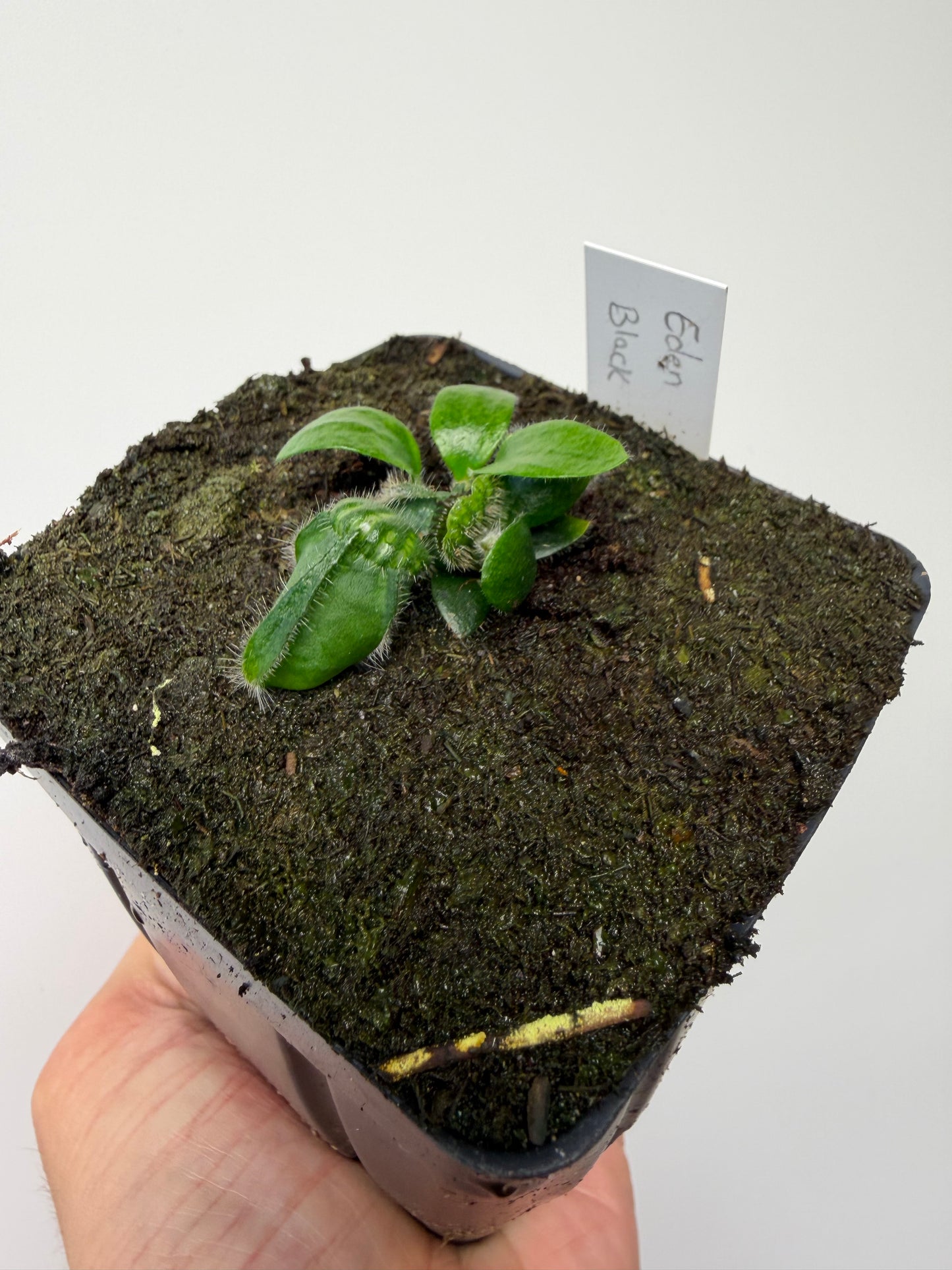 Cephalotus follicularis ‘Eden Black’ - *Rare* (7)