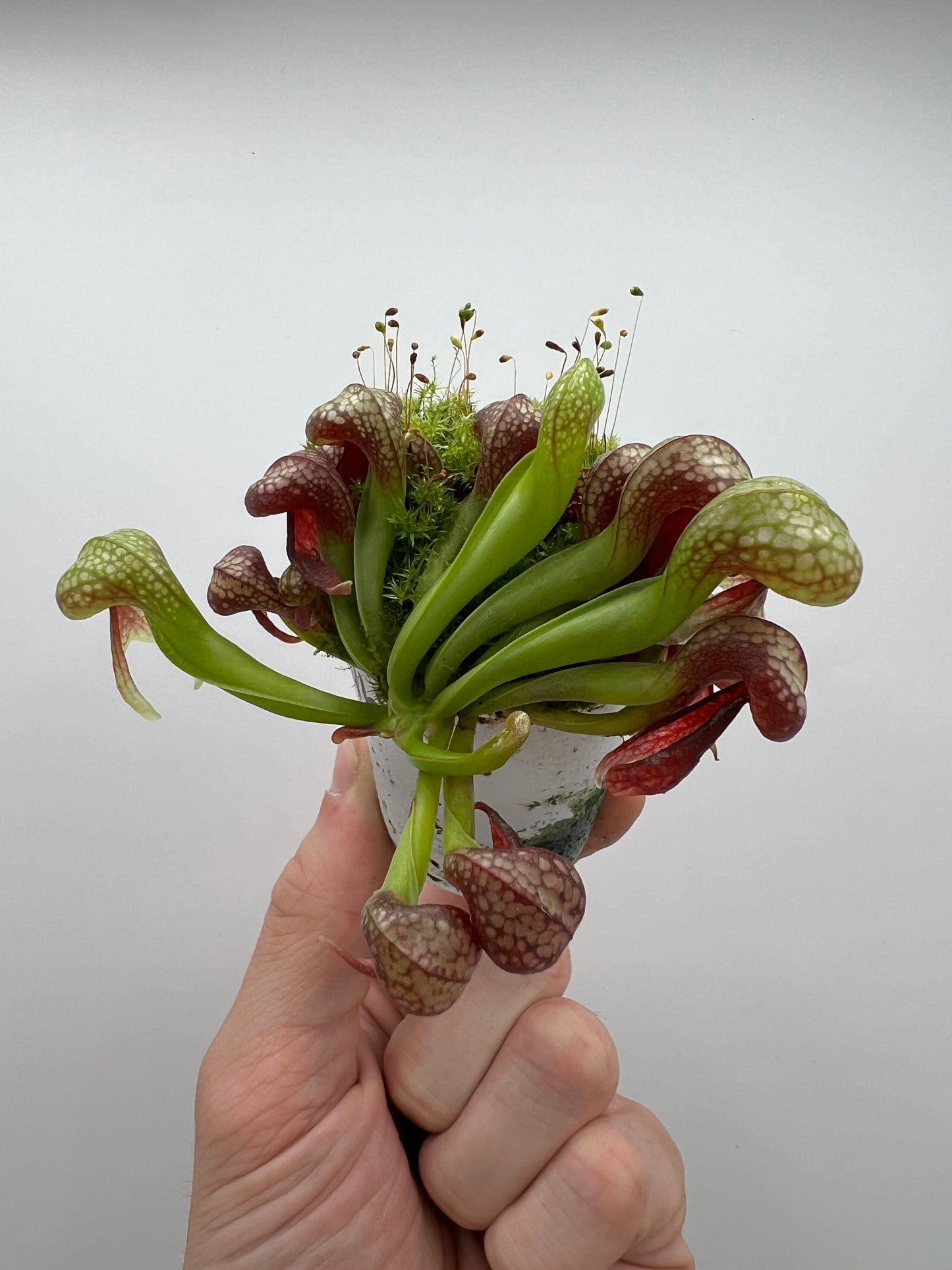 Darlingtonia californica (Cobra Pitcher Plant) - Seed Grown #169