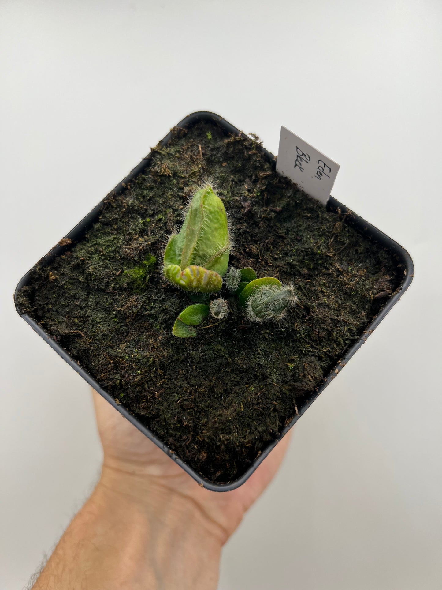 Cephalotus follicularis ‘Eden Black’ - *Rare*