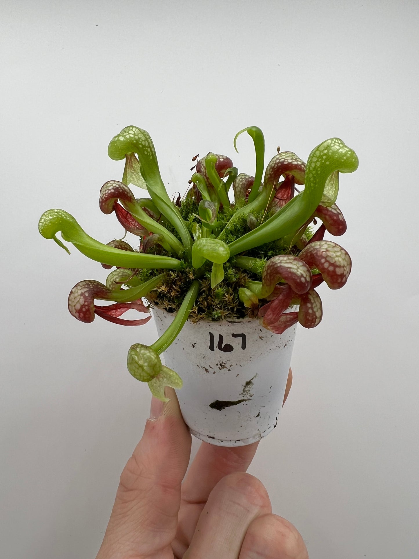 Darlingtonia californica (Cobra Pitcher Plant) - Seed Grown #167