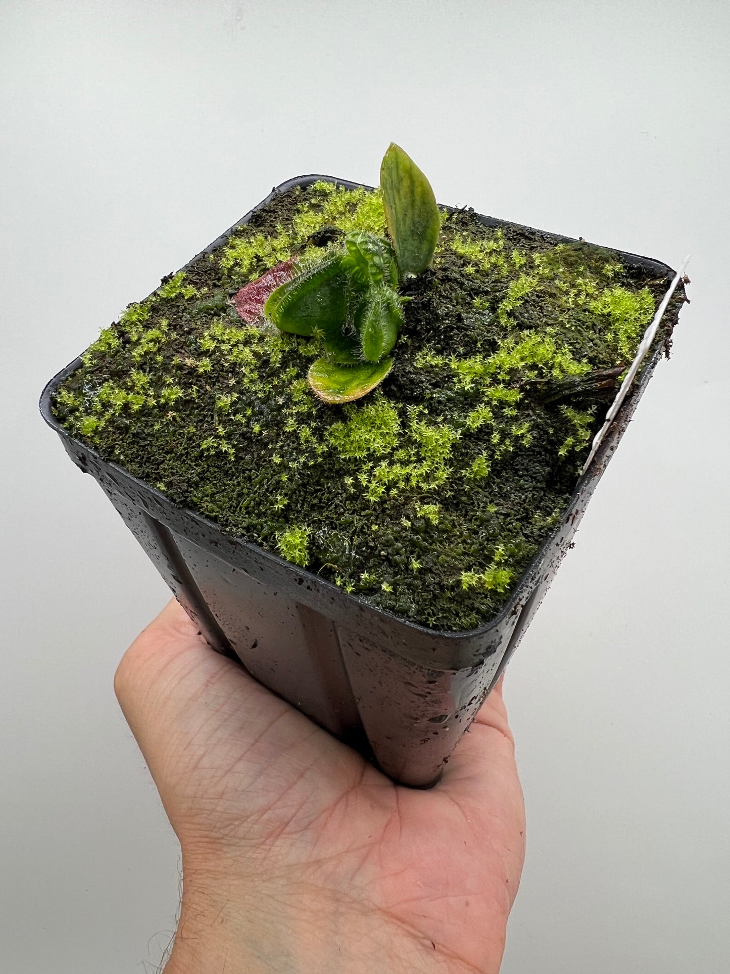 Cephalotus follicularis “Phil Mann” x “Hummers Giant”