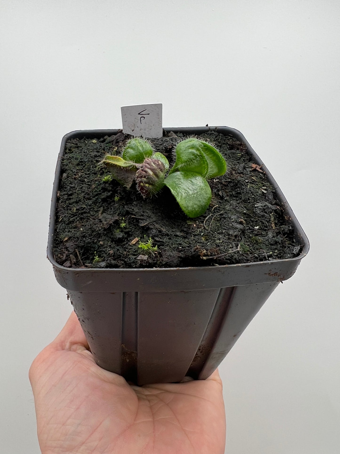 Cephalotus follicularis “Vigorous Clumping” - Stephen Morley