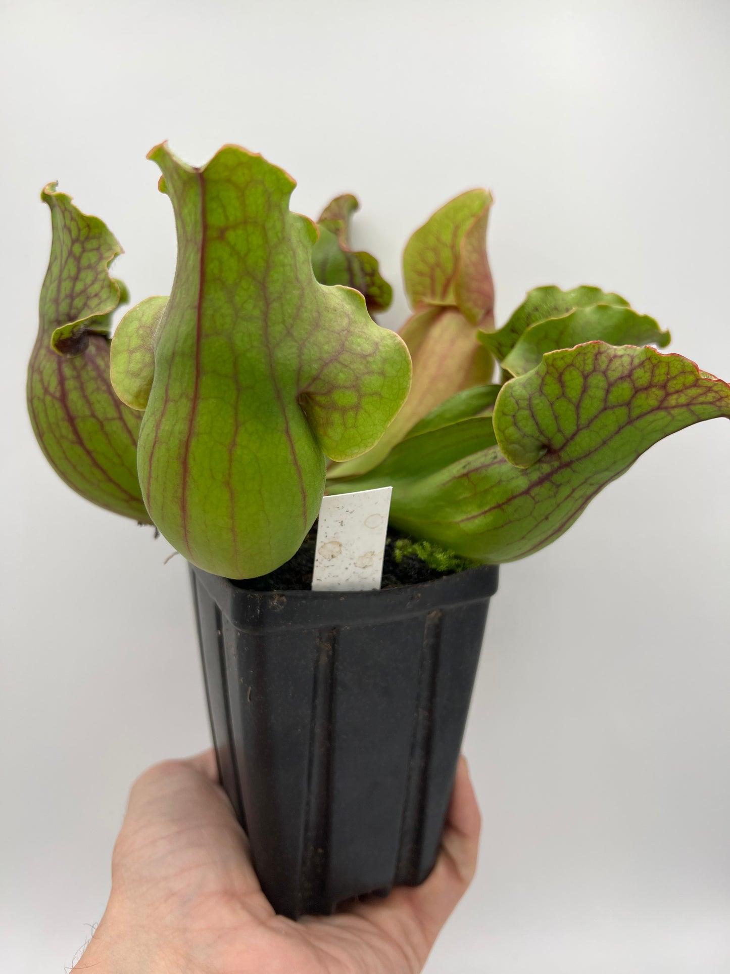 Sarracenia purpurea ssp. purpurea (Centre Co, PA) x (Bruce Co, ON CA) - XL