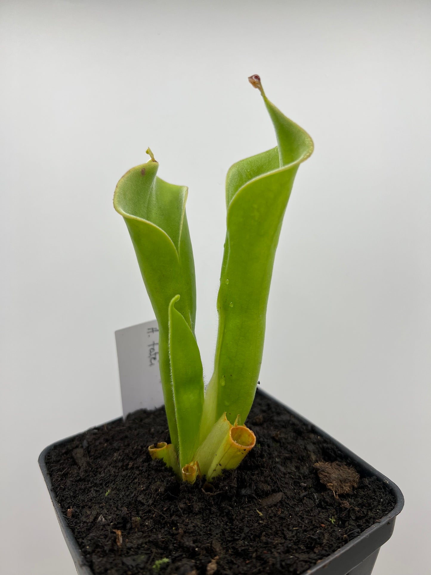 Heliamphora tatei (Cerro Duida)