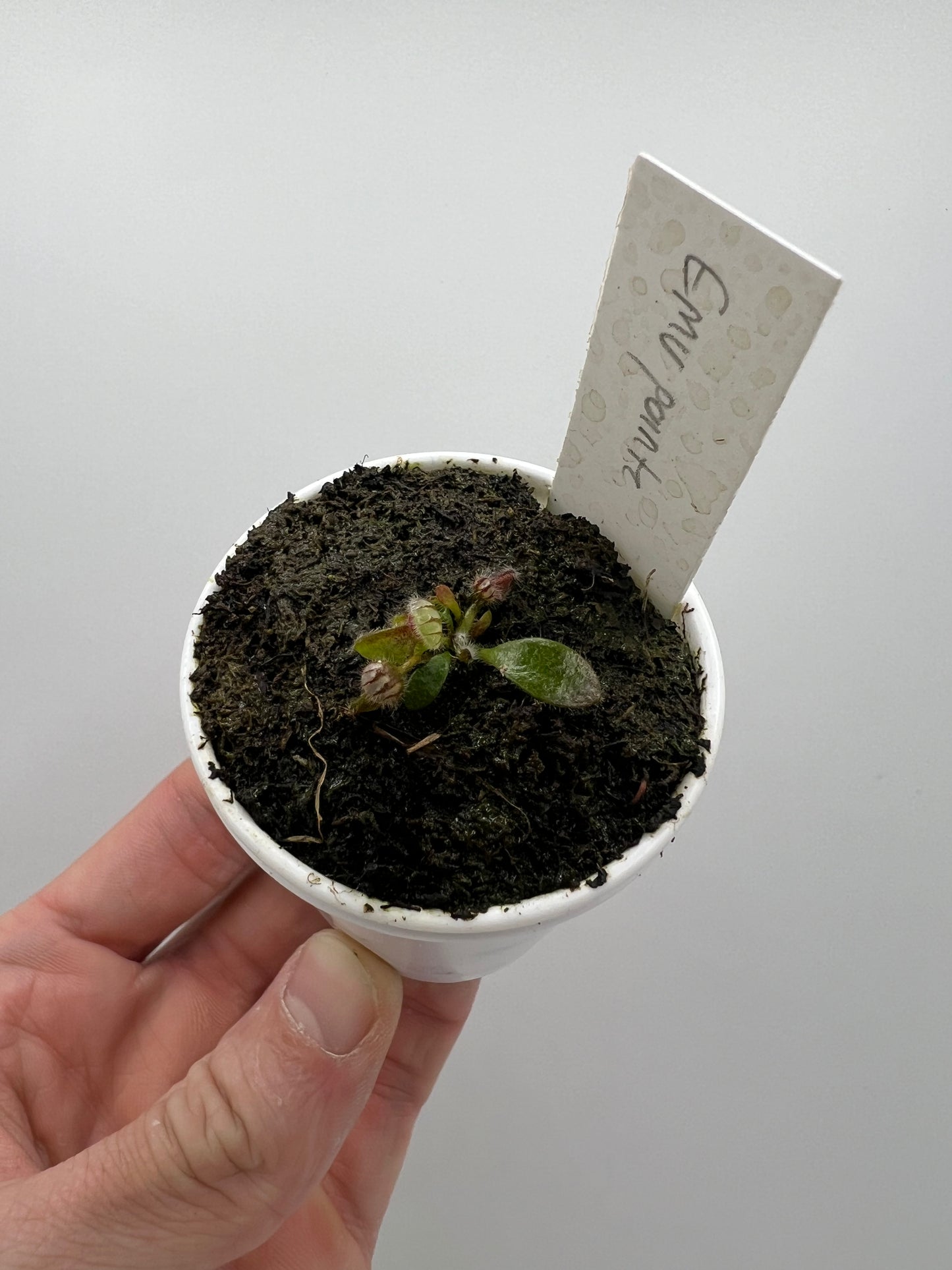 Cephalotus follicularis “Emu Pointe”