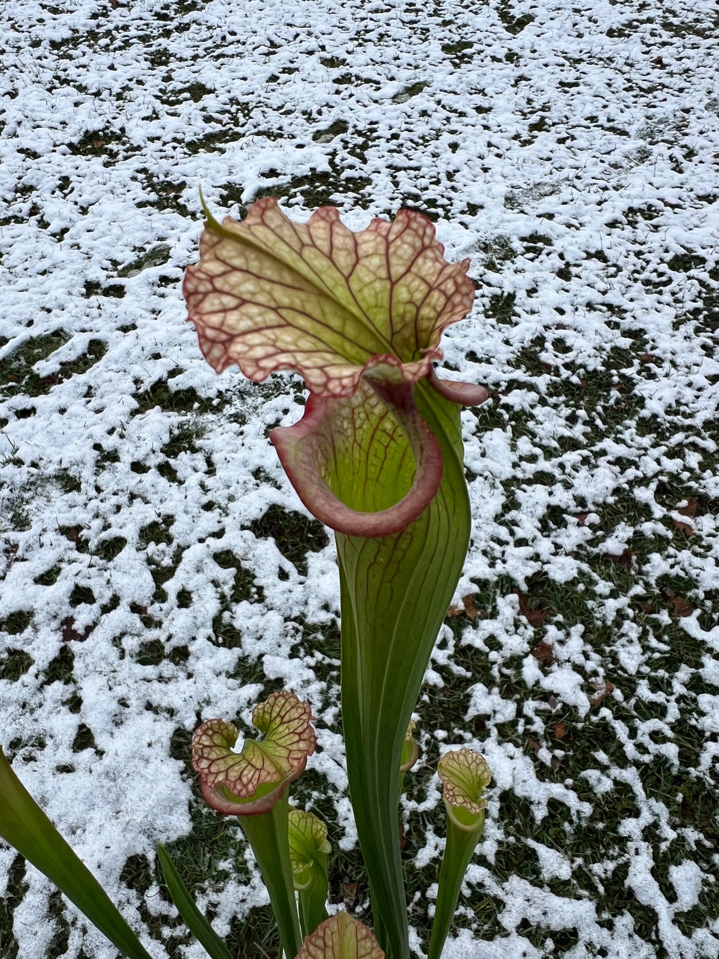 Sarracenia ‘Leah Wilkerson’ x ‘Adrian Slack’