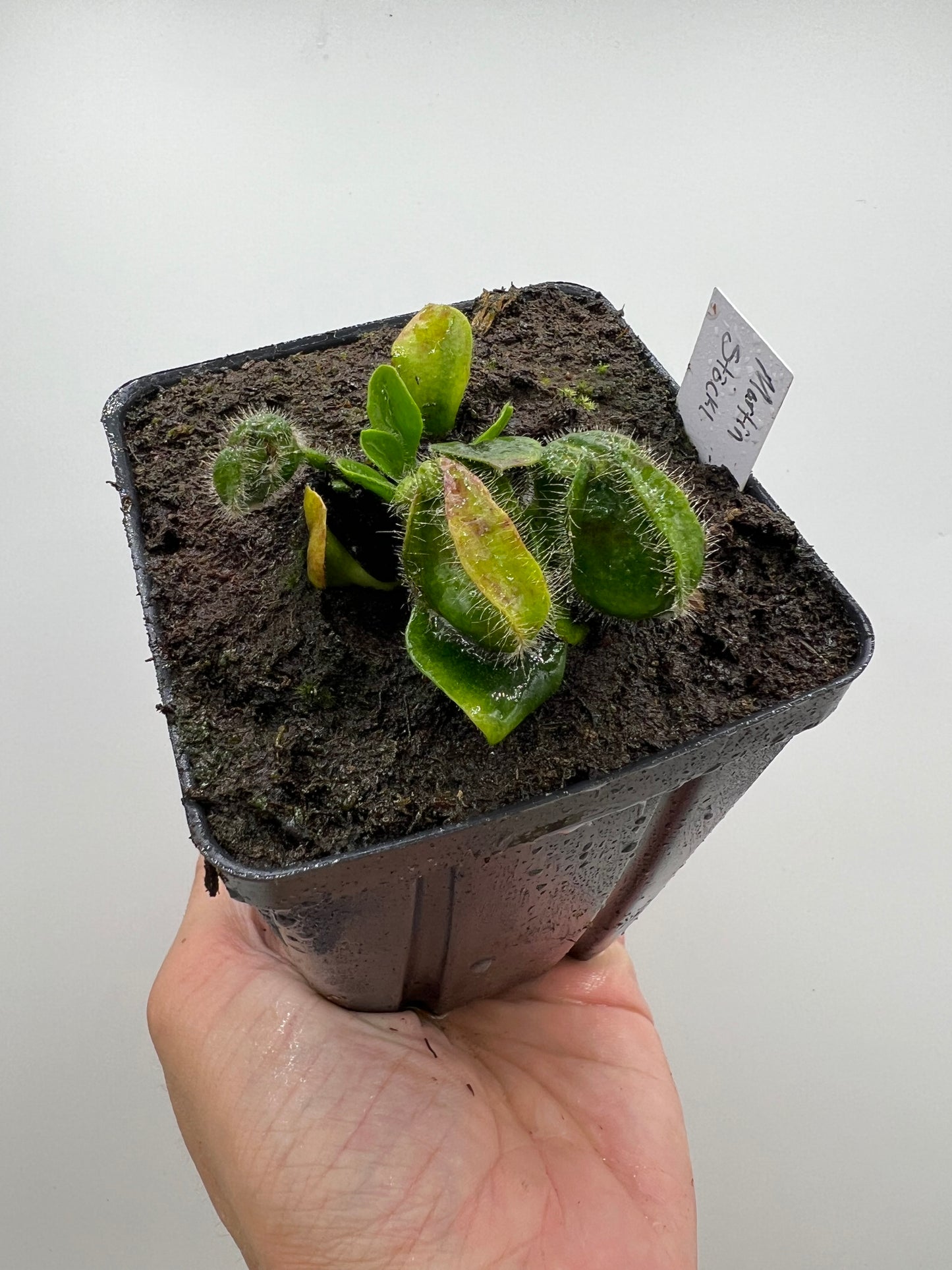 Cephalotus follicularis “Martin Stöckl”