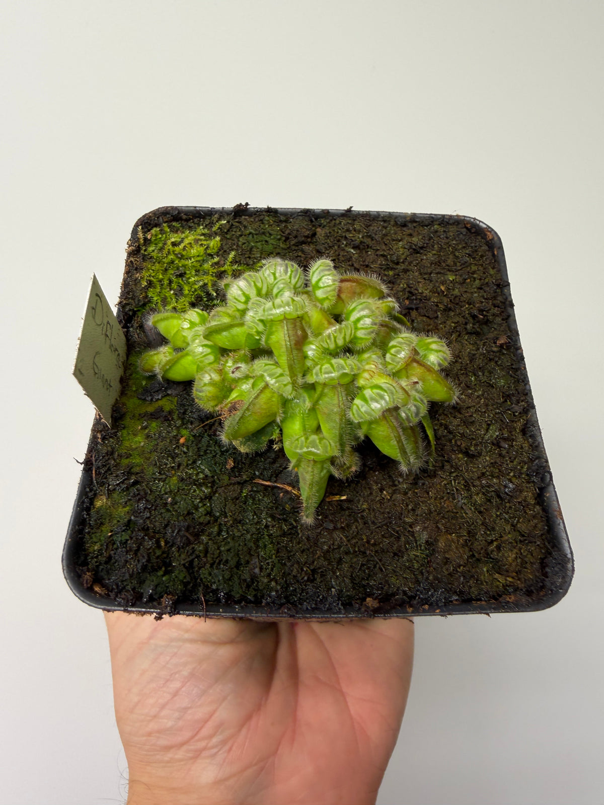 Cephalotus follicularis “Diflora giant” #1 - *Rare*