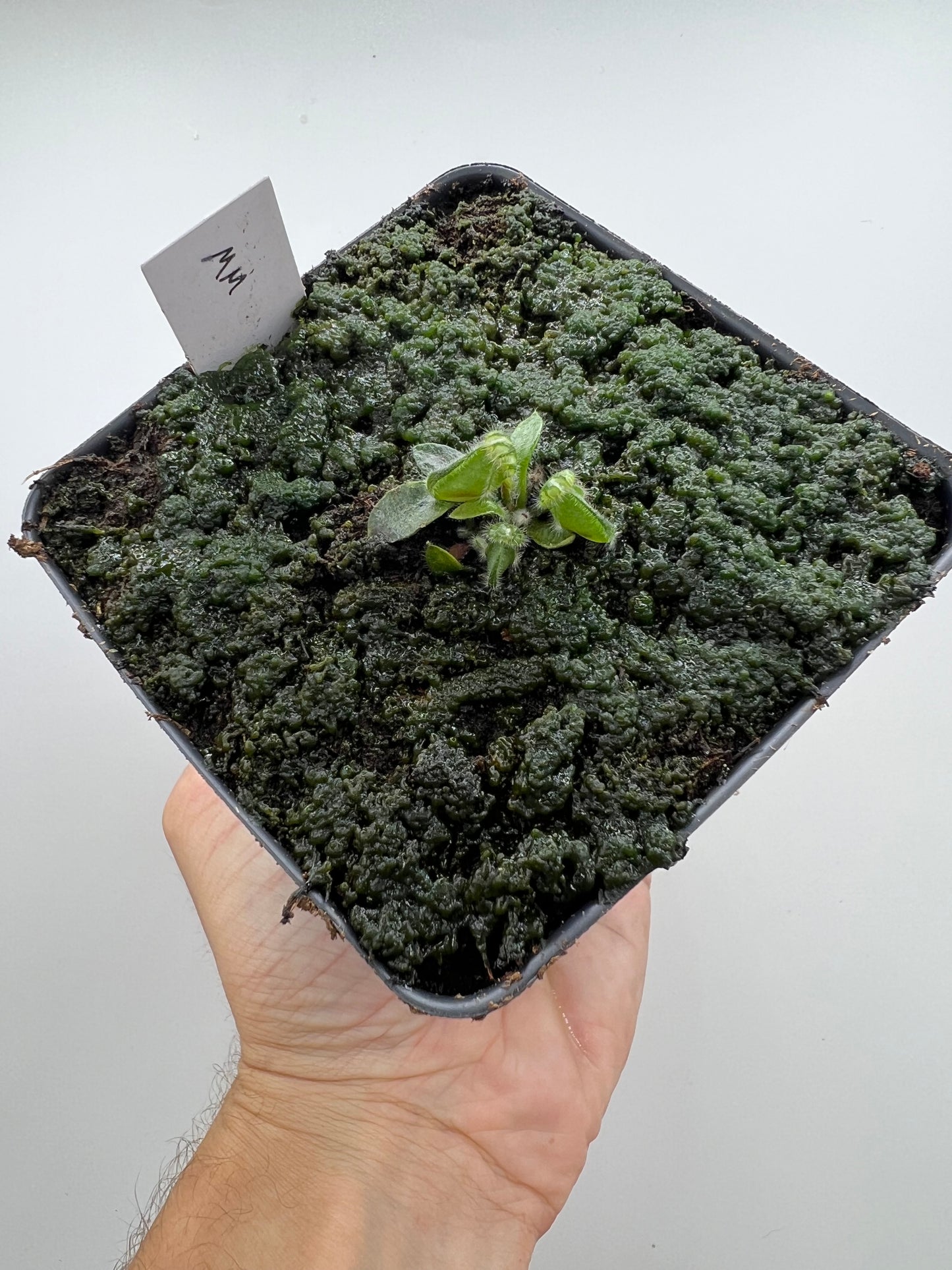 Cephalotus follicularis “Mighty Midget” - *Rare*