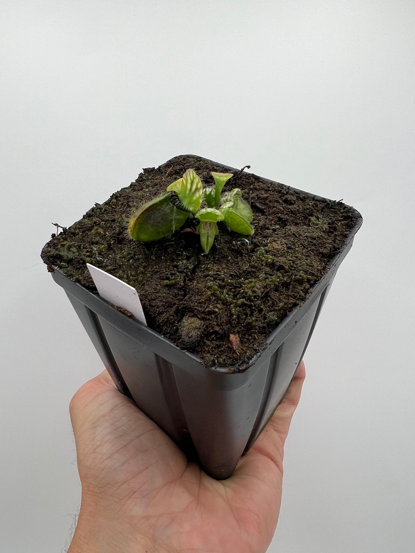 Cephalotus follicularis “Harald Weiner Giant” (aka True Giant)