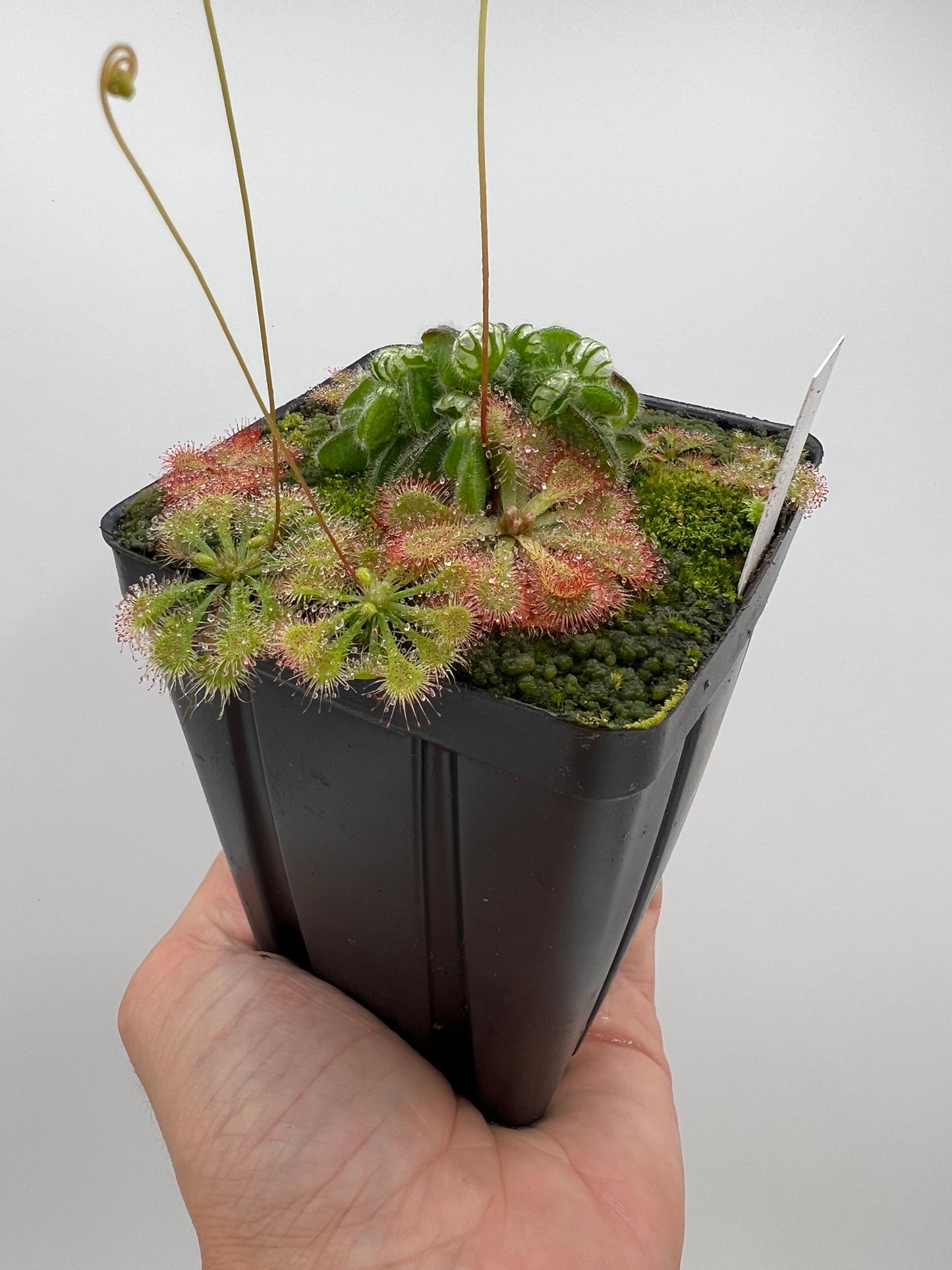 Cephalotus follicularis “Phil Mann” x “Hummers Giant”