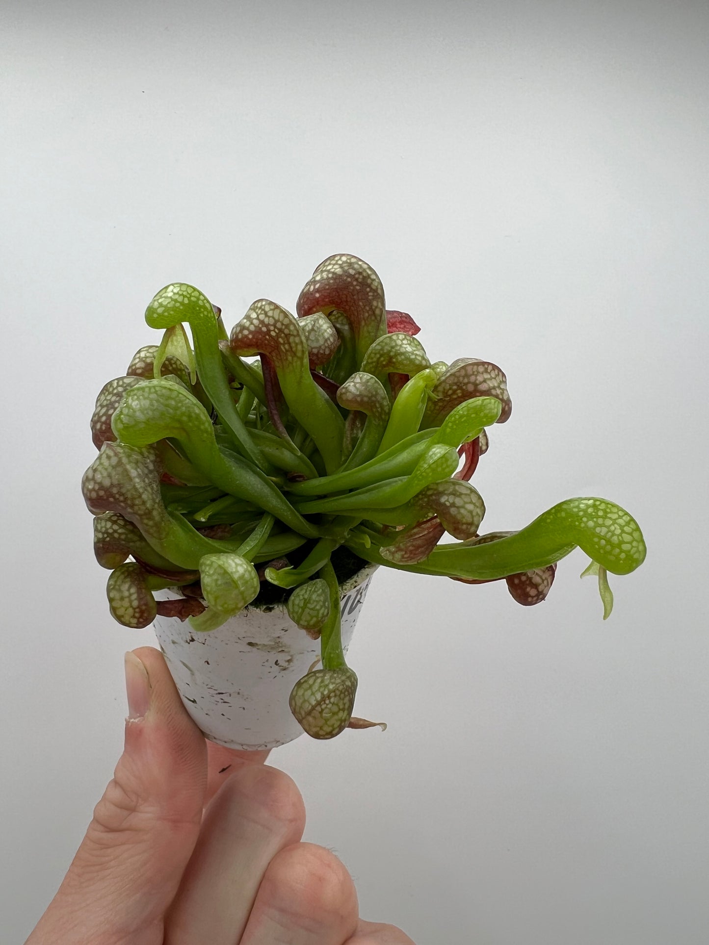 Darlingtonia californica (Cobra Pitcher Plant) - Seed Grown #164