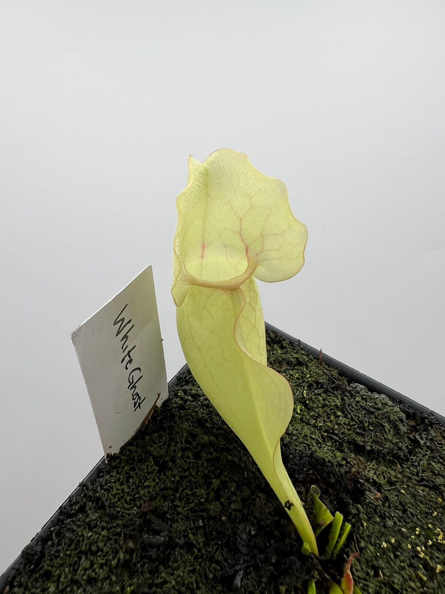 Sarracenia purpurea ssp. venosa “White Ghost” - Araflora
