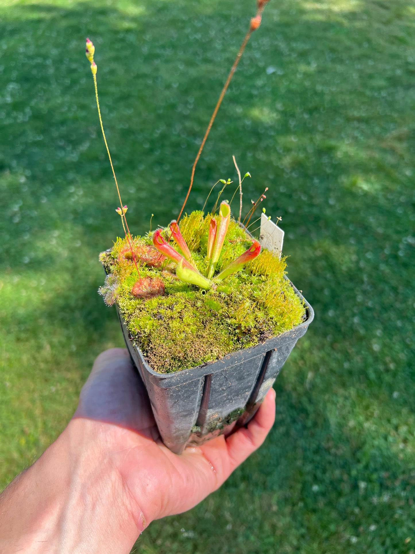 Heliamphora tatei (Cerro Duida) - juvenile