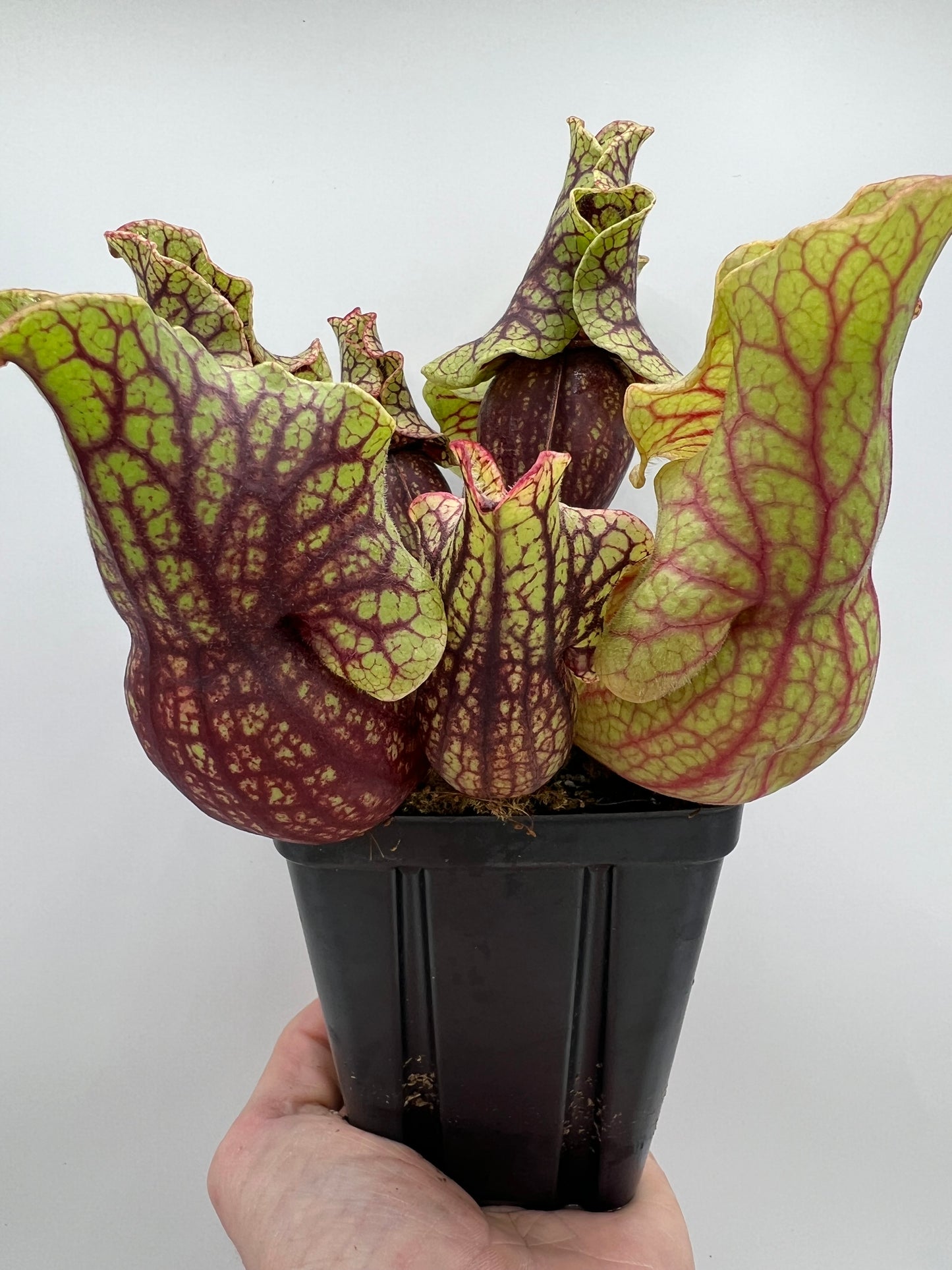 Sarracenia purpurea ssp. venosa “Little Carnivores” - Seed Grown #27