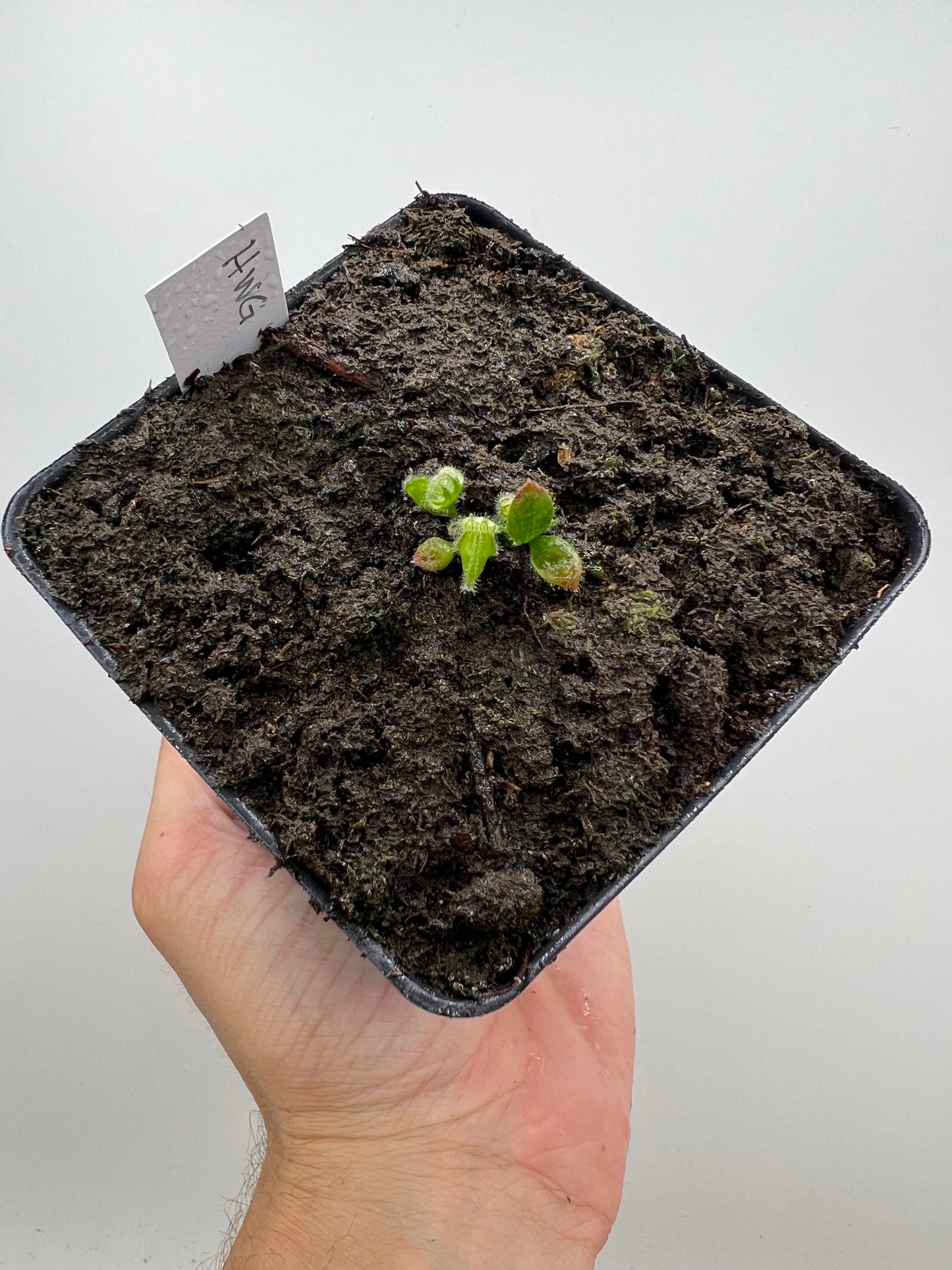 Cephalotus follicularis “Harald Weiner Giant” (aka True Giant)