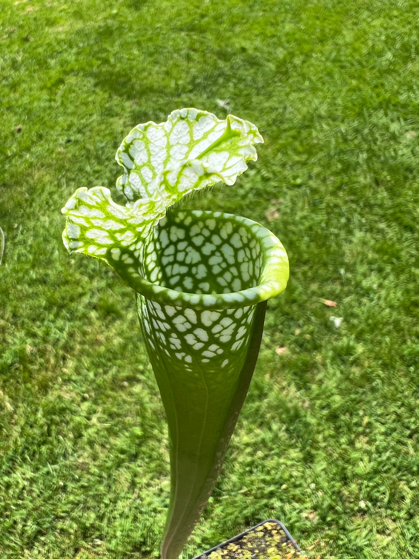 Sarracenia leucophylla “Hurricane Creek White” Clone A x self - Seed Grown #8
