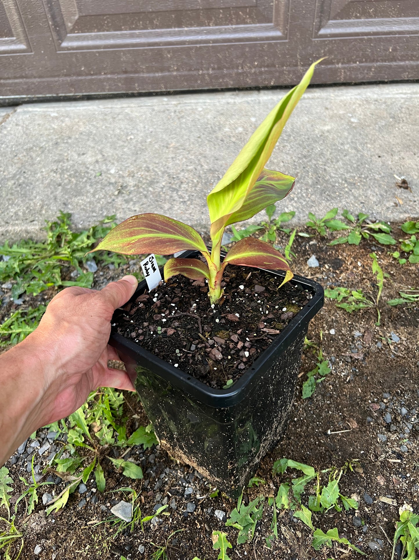 Musa ‘Siam Ruby’