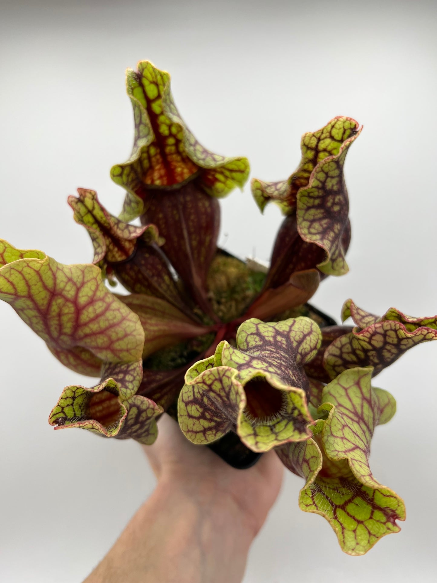 Sarracenia purpurea ssp. venosa “Little Carnivores” - Seed Grown #27