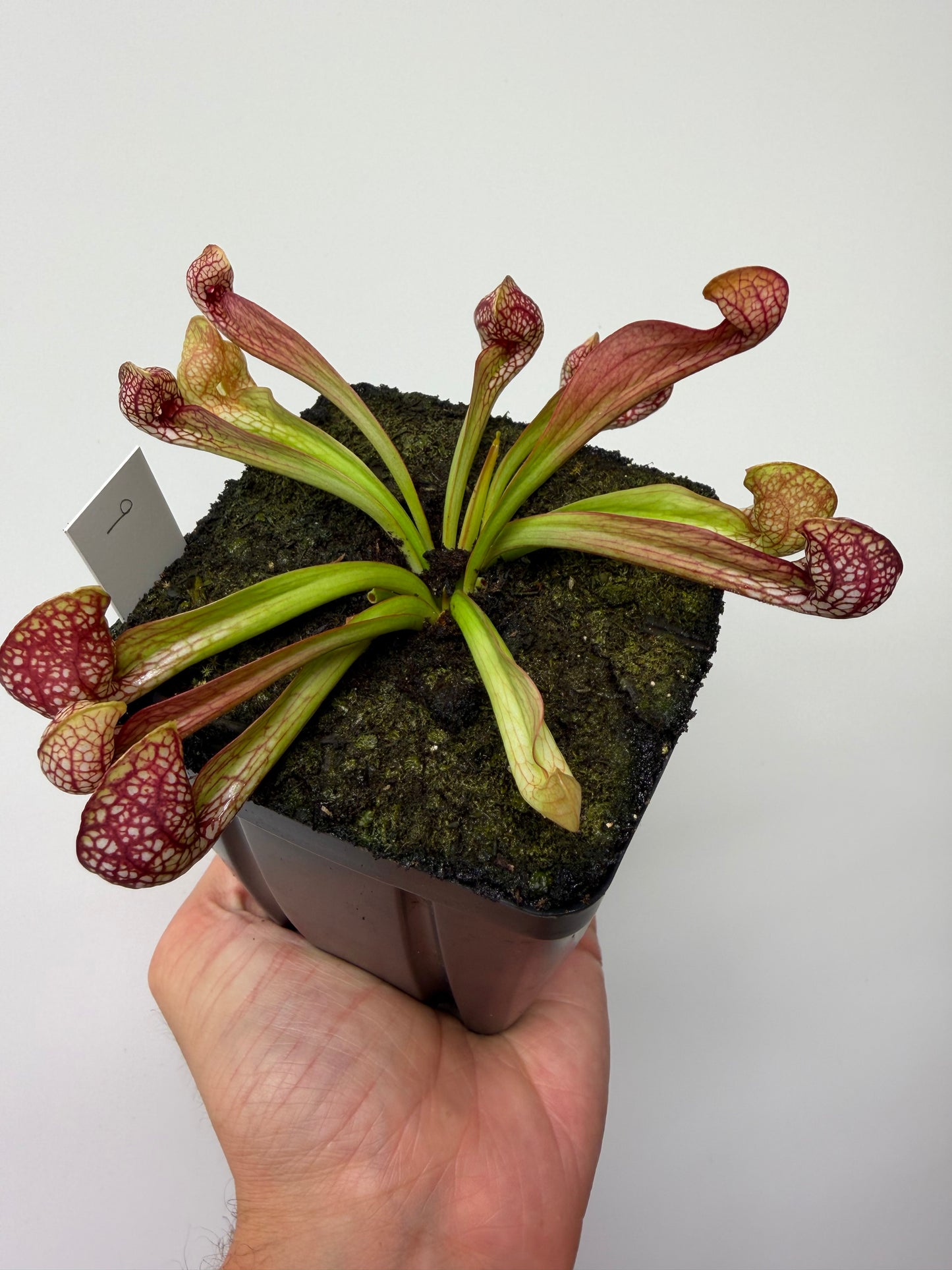Sarracenia psittacina - “Turkey Hen Creek” - Seed Grown (9)