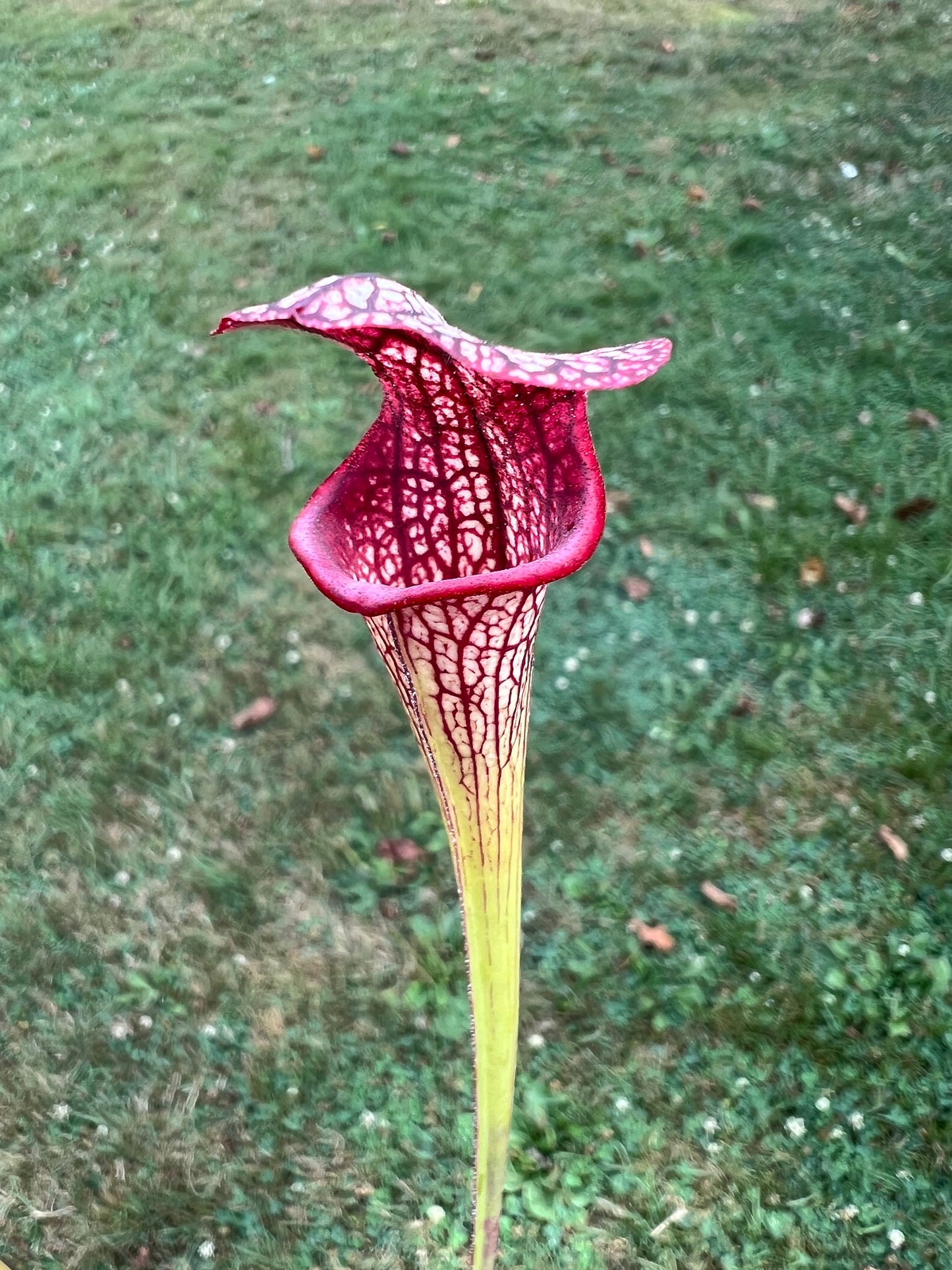 Sarracenia ‘Hot Lips’ x ‘Adrian Slack’ - Seed Grown #1